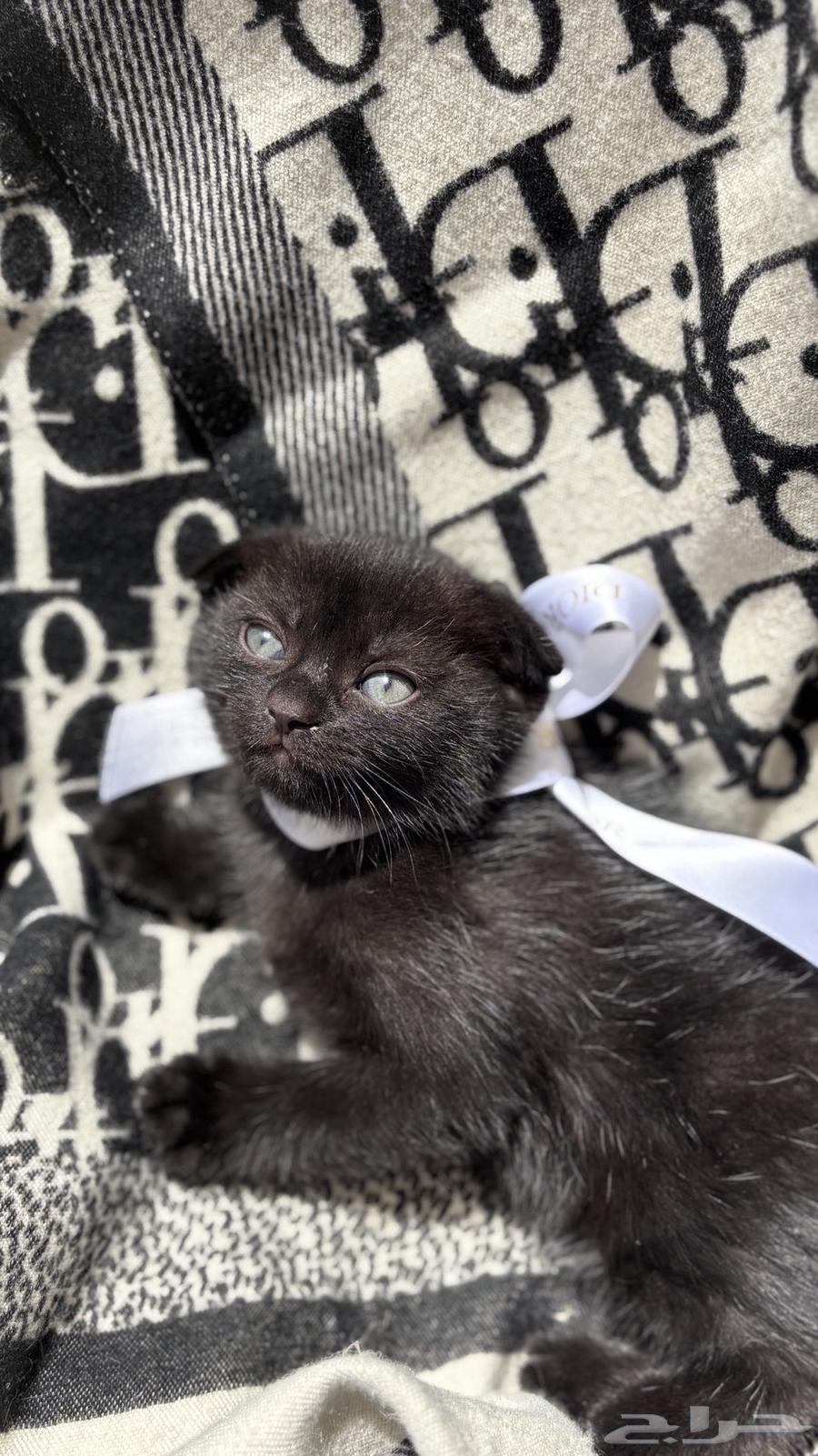 سكوتش العمر 5 شهور للبيع ب 500 ريال فرصة64378978076675111