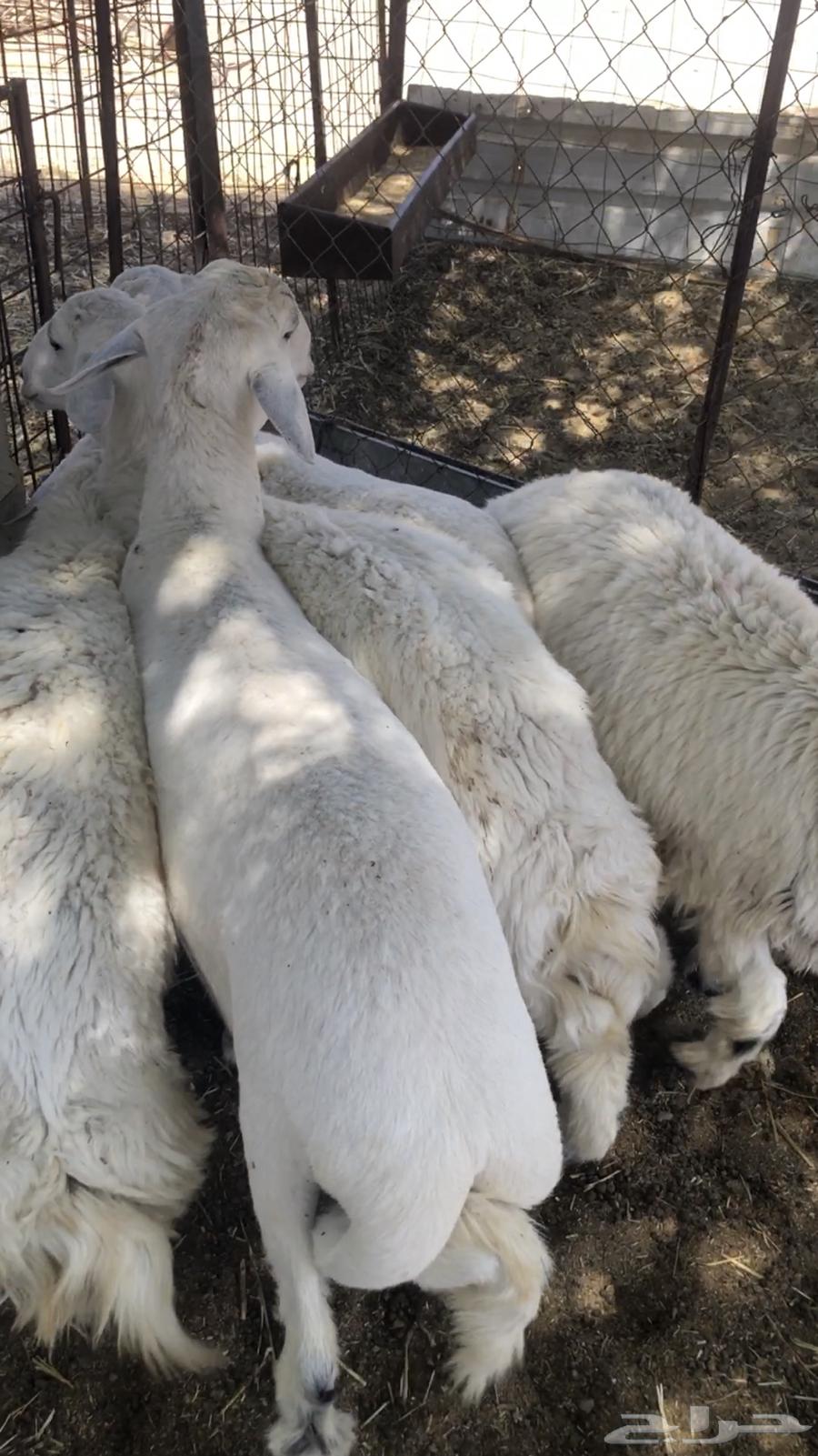 خرفان لبيع64387662639363110