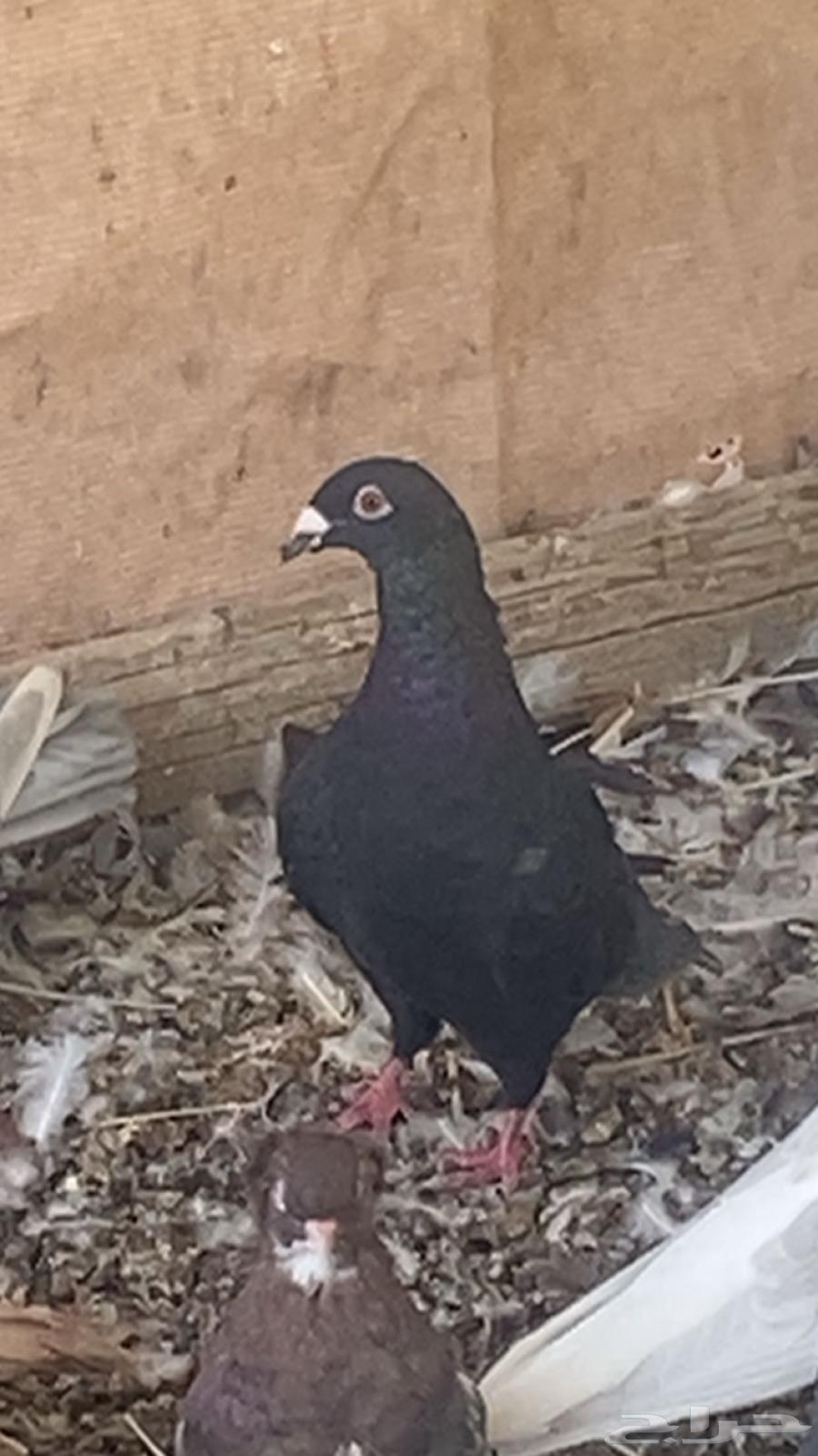 انثا زاجل زينه64385719149057110