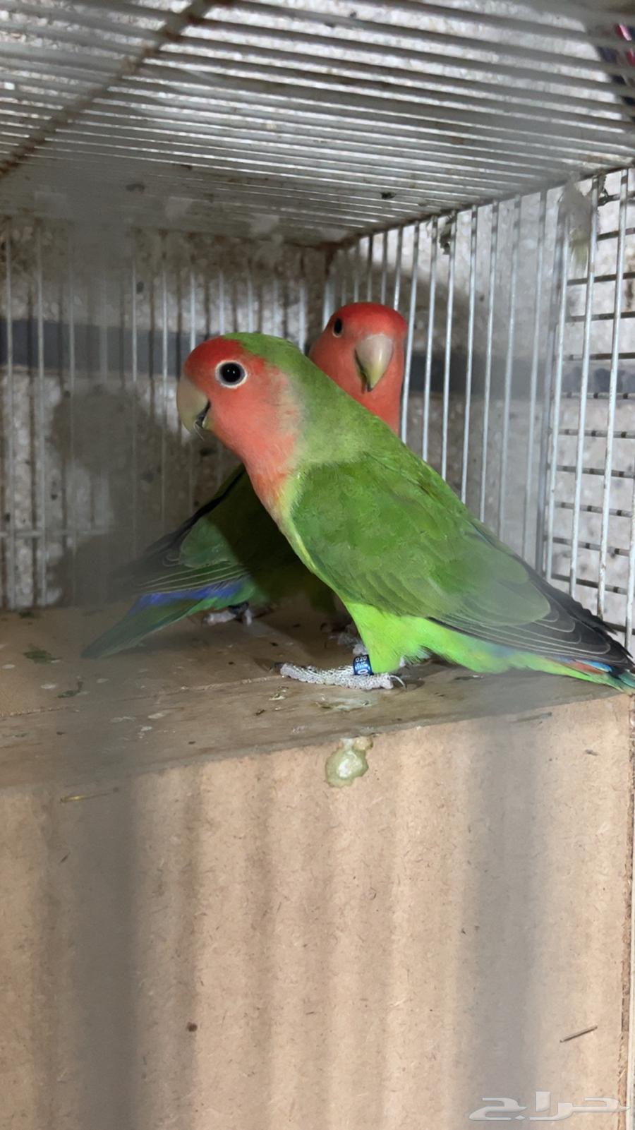 For sale jumbo size rose nuts, stopped on sum, his share64378818424963110