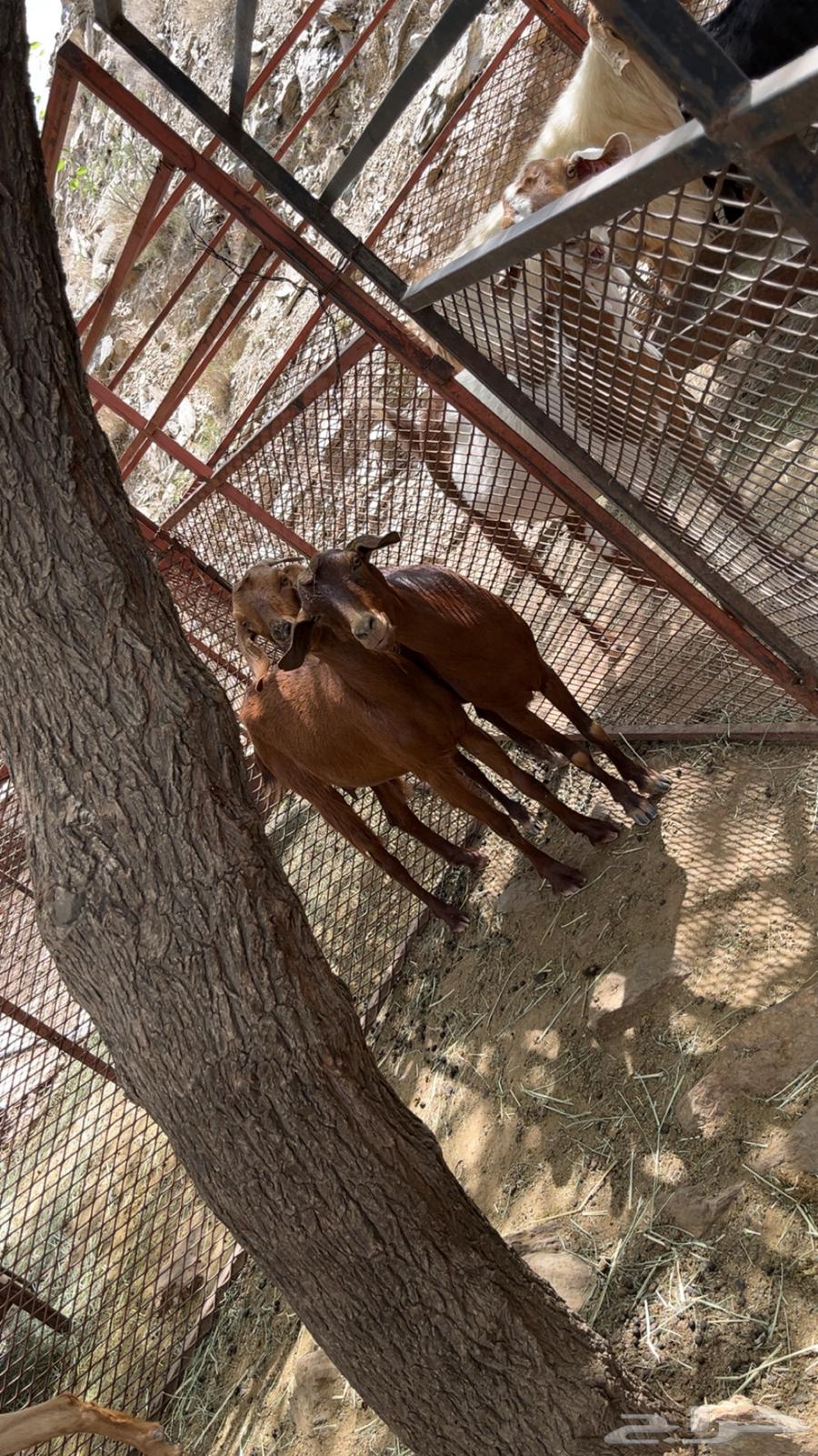 2من المعزا وحده دافع وثانيه مدري عنه الحد 1850 اذكرو الله64384092199555114