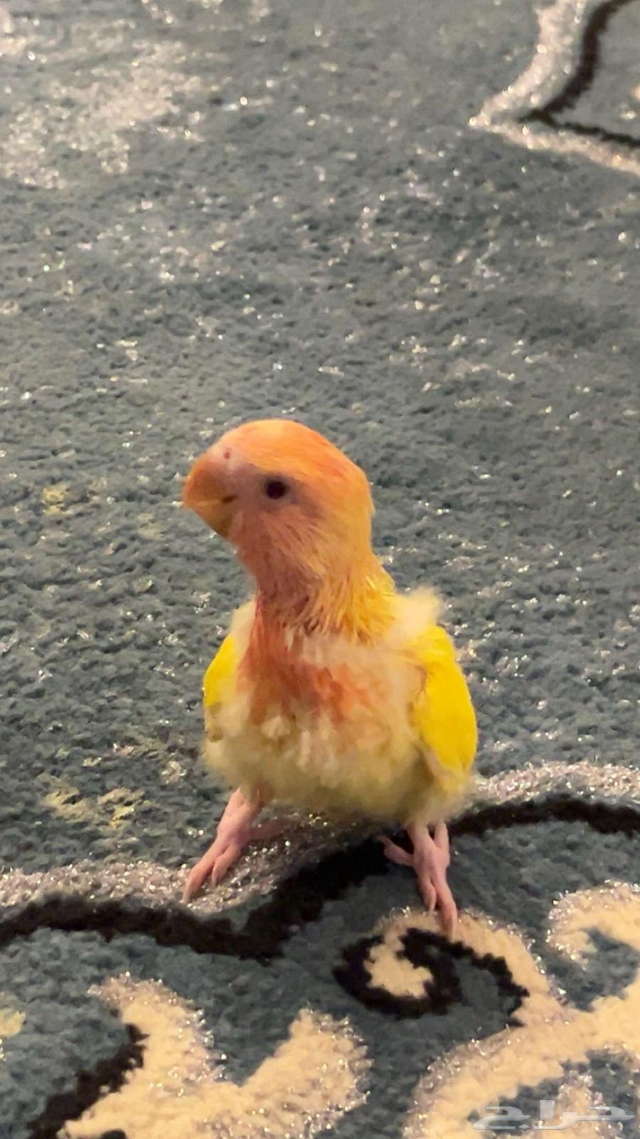 فرخ روز64378746040706112