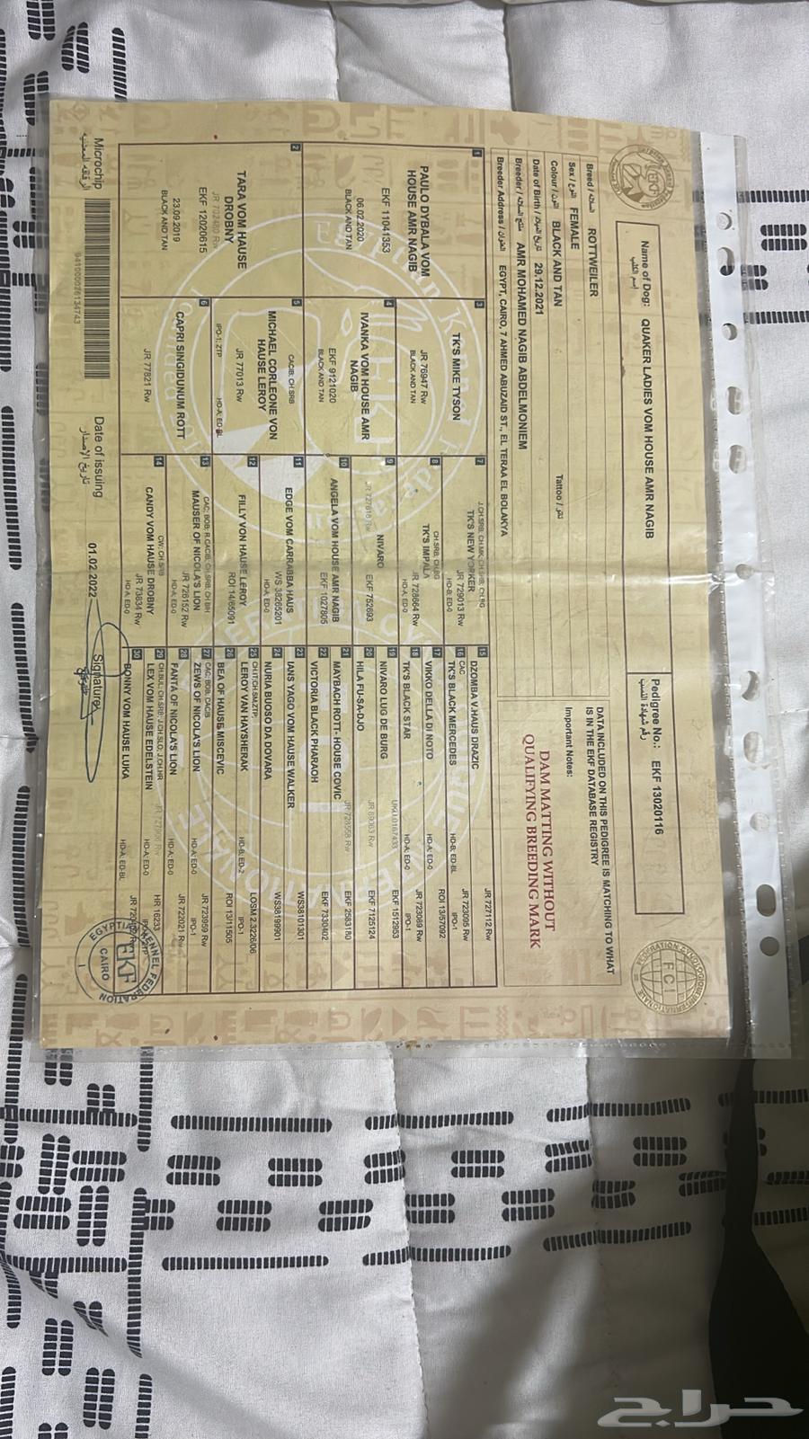 كلبه روت وايلر مستورده مستوى توب بسعر مناسب64390596132994114