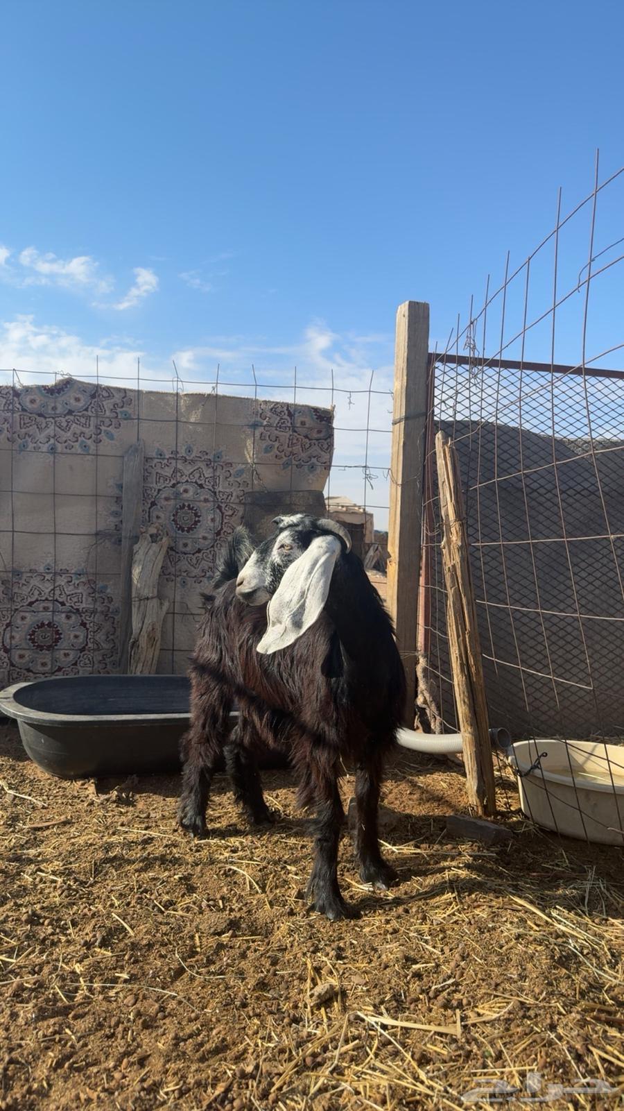 Cross calf, horned, trunk with hood, 6 months old, production of Al-Murrah, weight 102064380463432835111