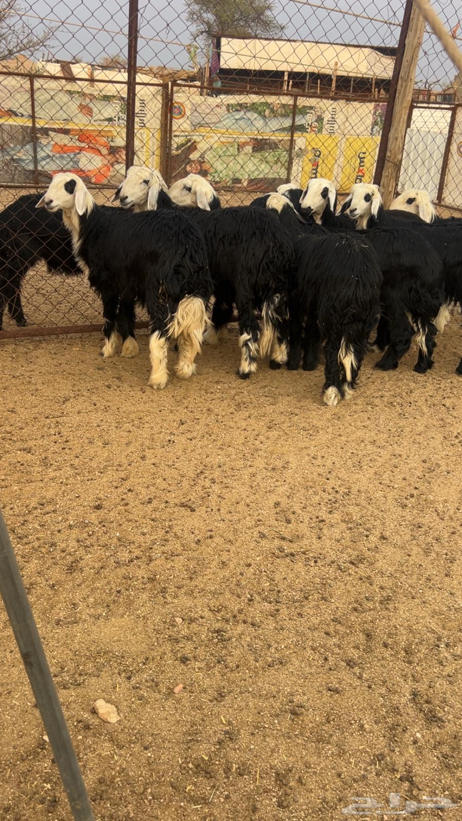 للبيع 8رخال نجدكفونظيفه وعلى الشرط الي بيقني ولي بيذبح64390347298946111