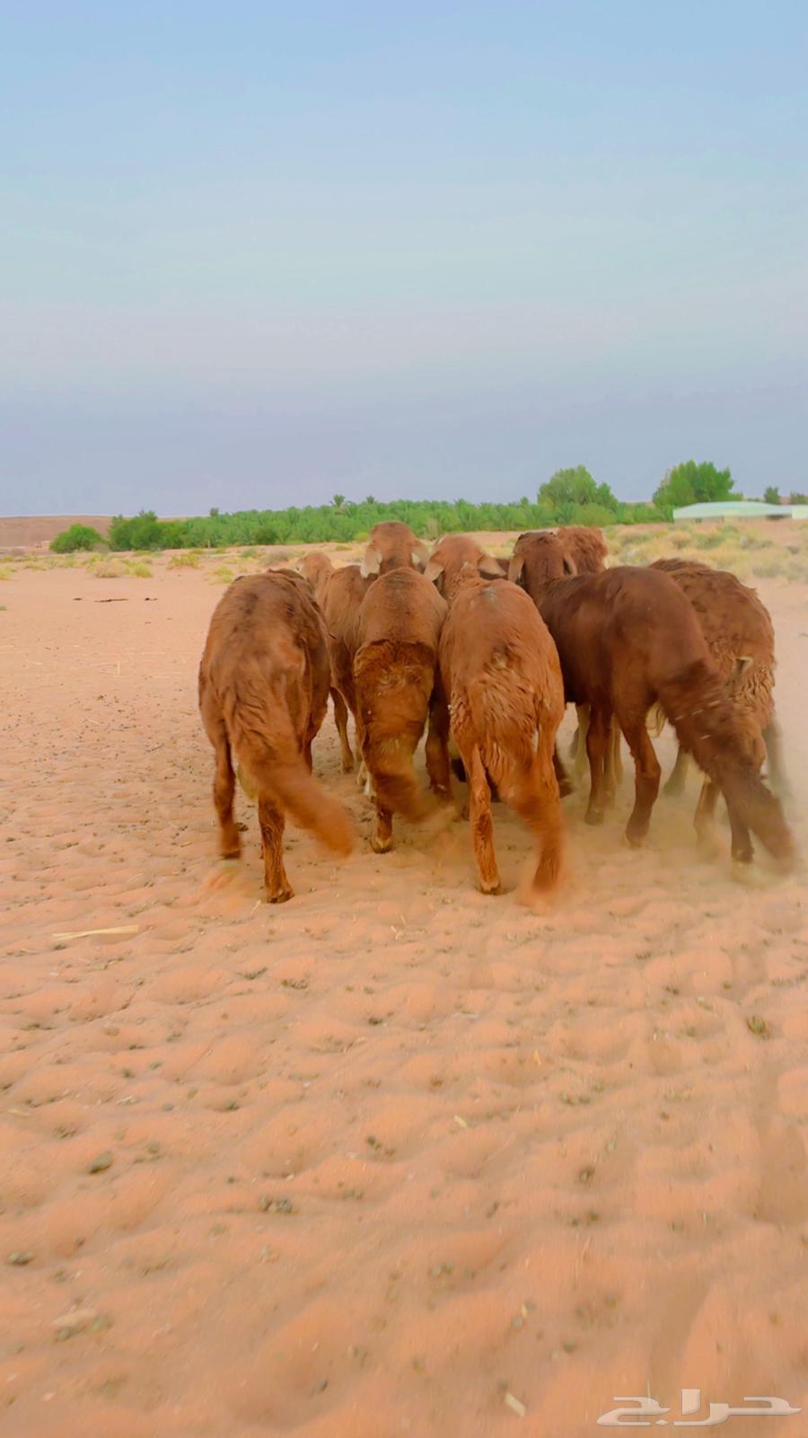 سواكن جذعان مرابي64387760046722110