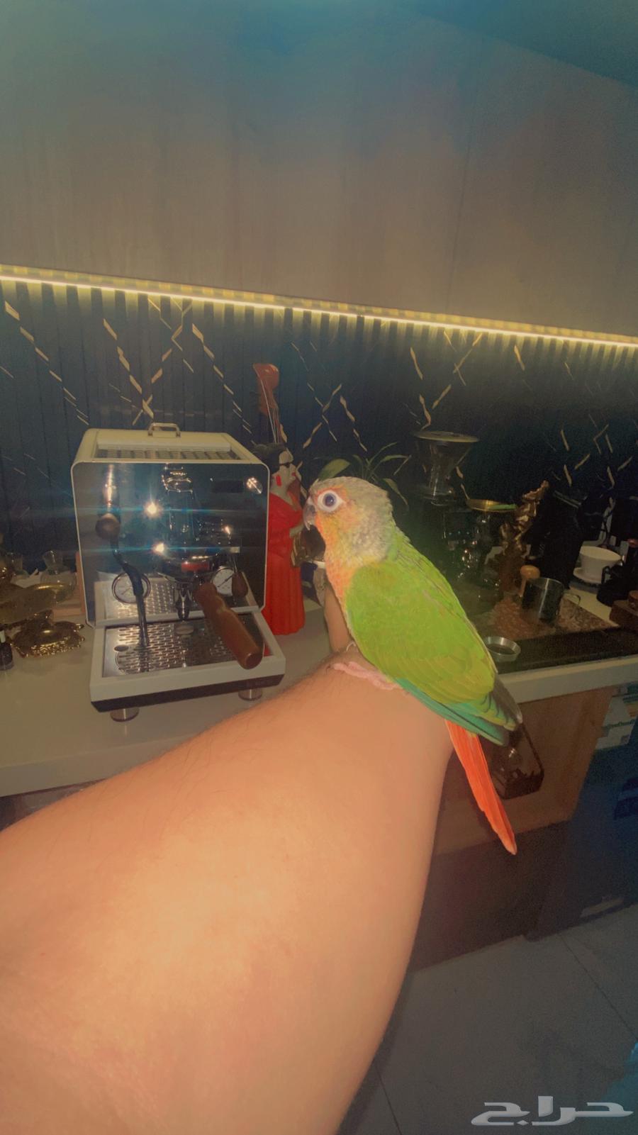 فرخ كنيور اليف جدا64381878475779110