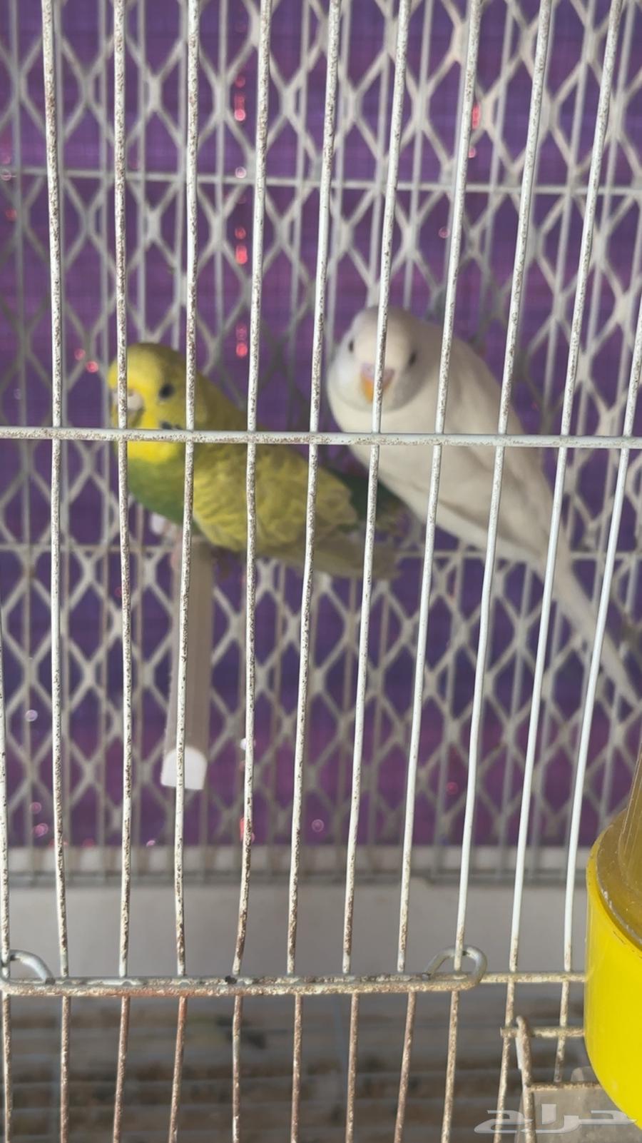 طيور بادجي 33 زوج للبيع64387173987329114