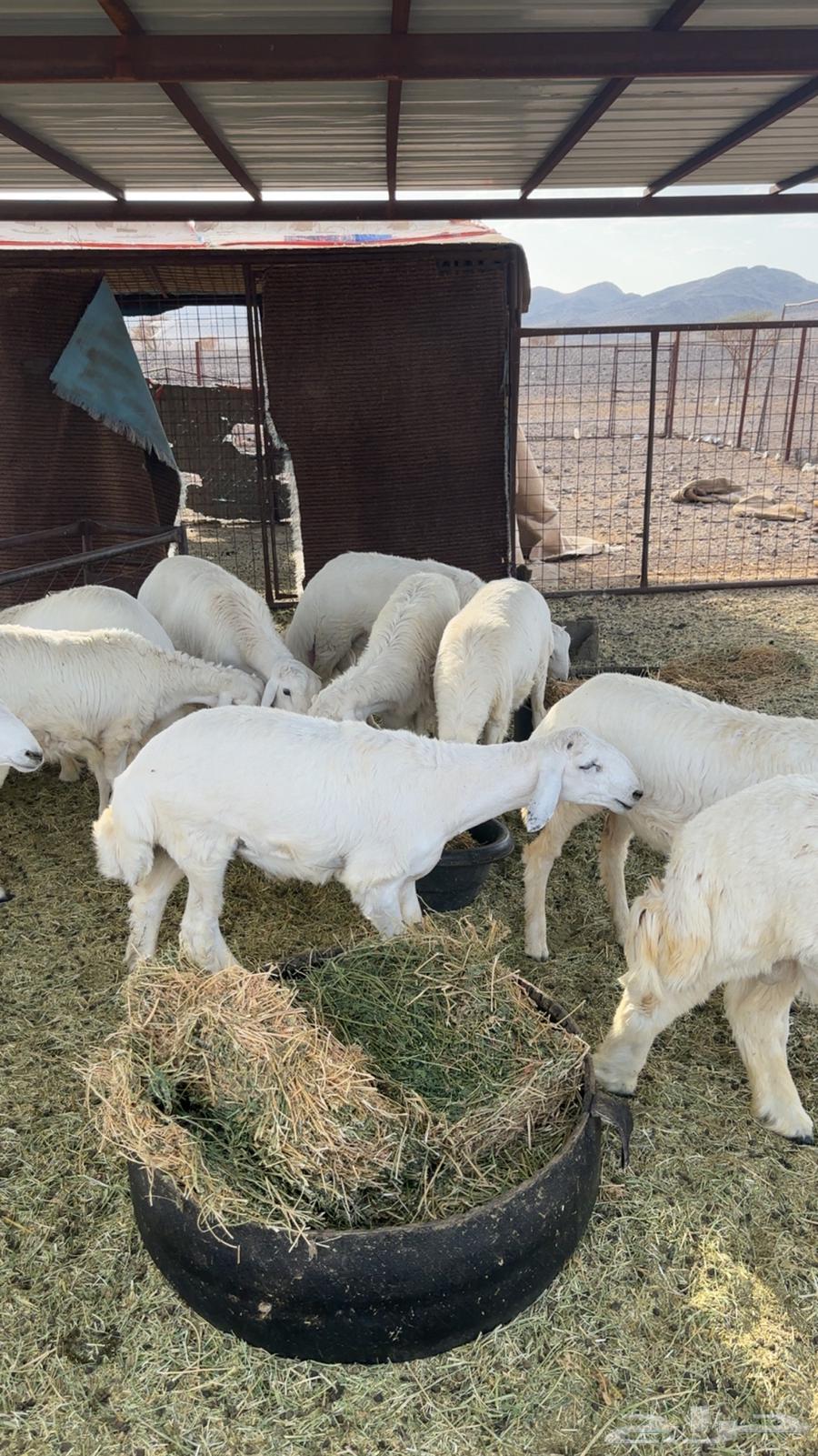 طليان عدد 12 فيهن 5 رخال64386613202306113