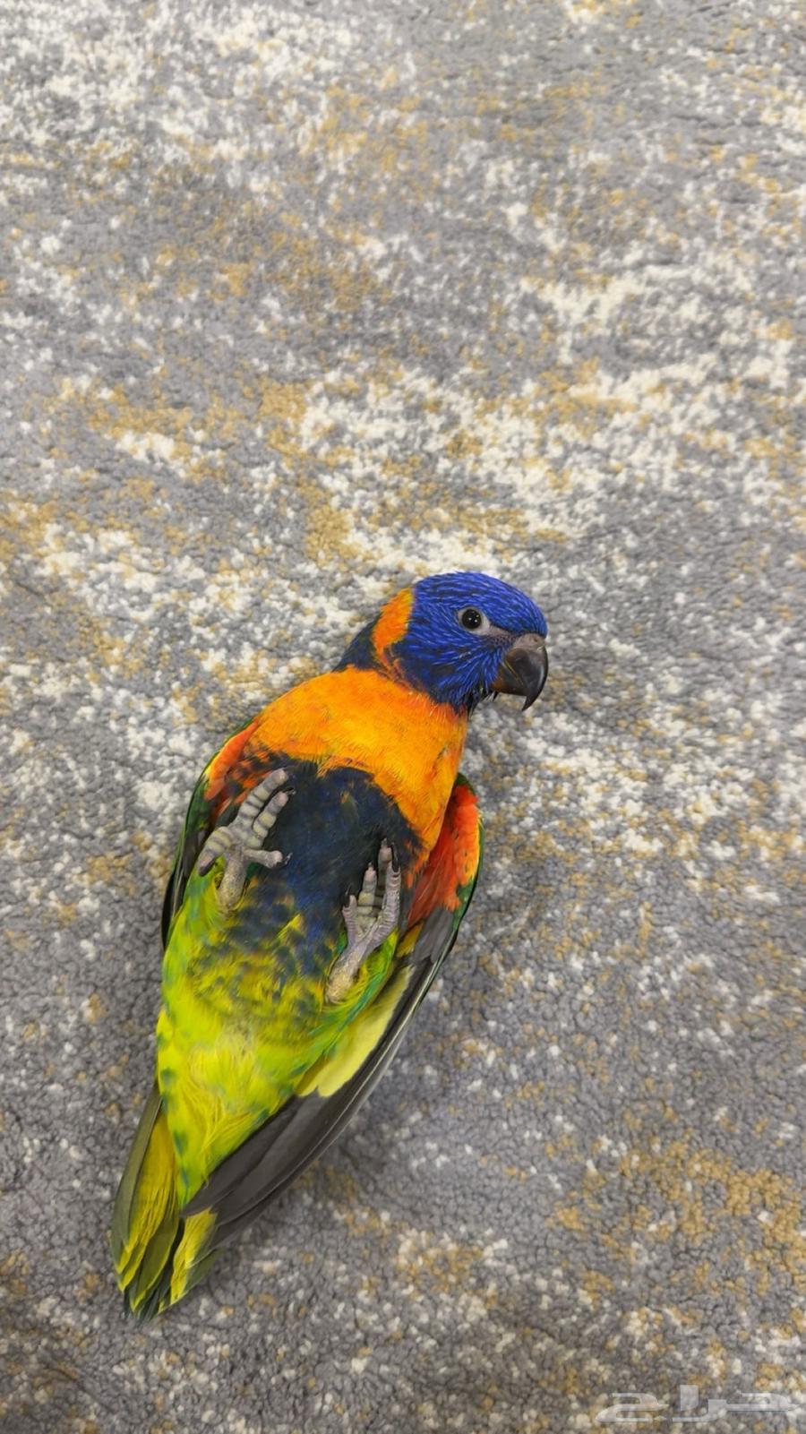 فرخ لوري أليف64381384226307110