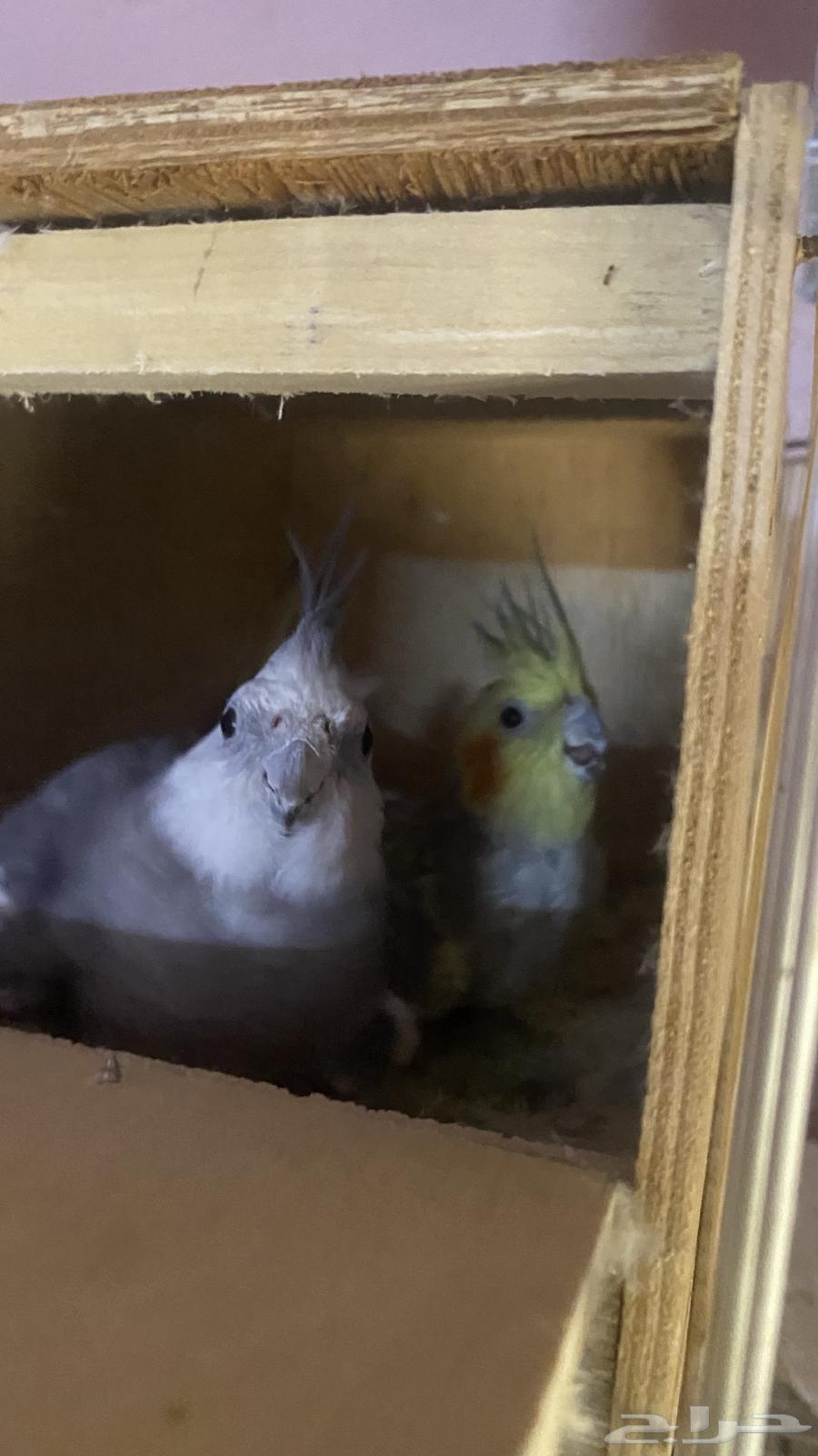 Breeding pair of conditionally productive crowns64384675007746112