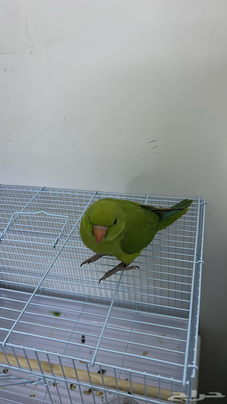 دره هندي64383011326209114