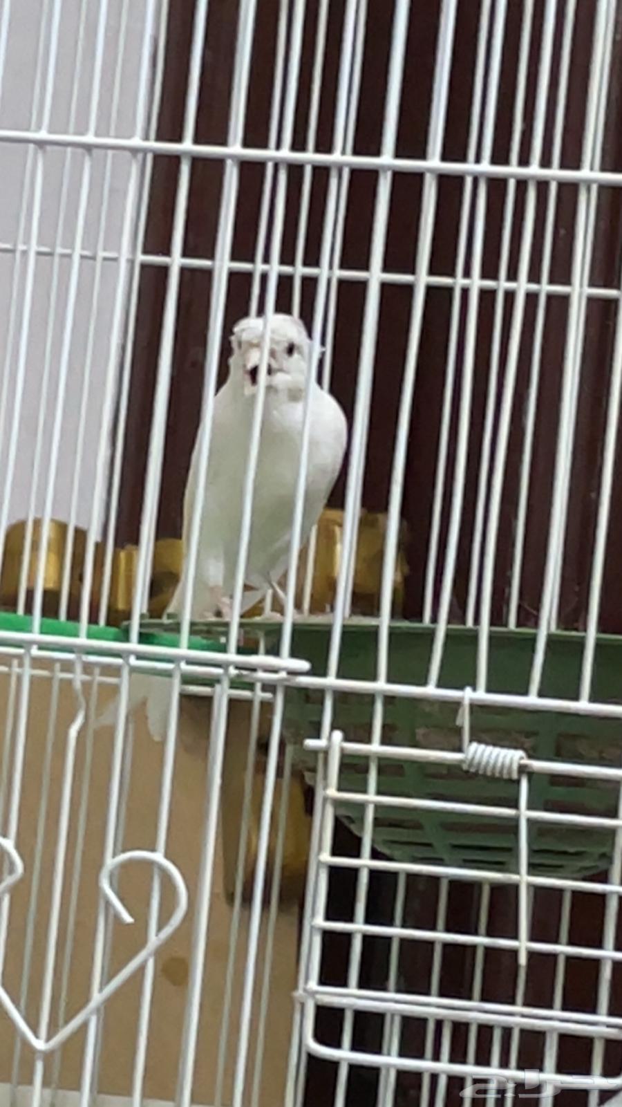 ذكر كريست ابيض كناري تغريد بطل64388564450051113