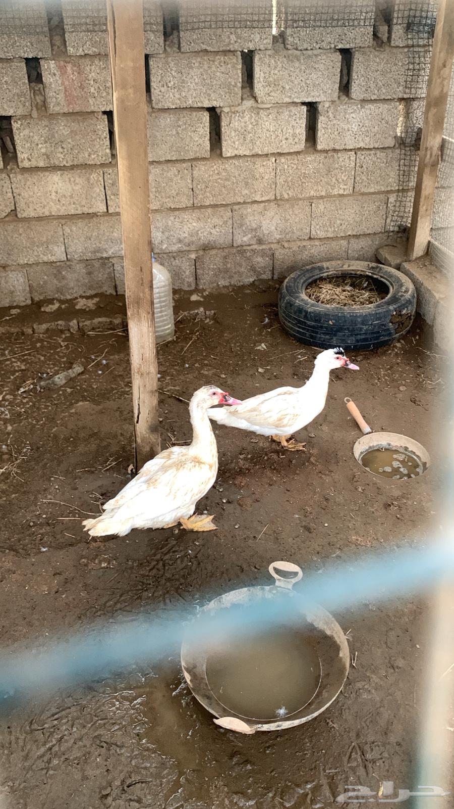 زوج بط64389806078210110