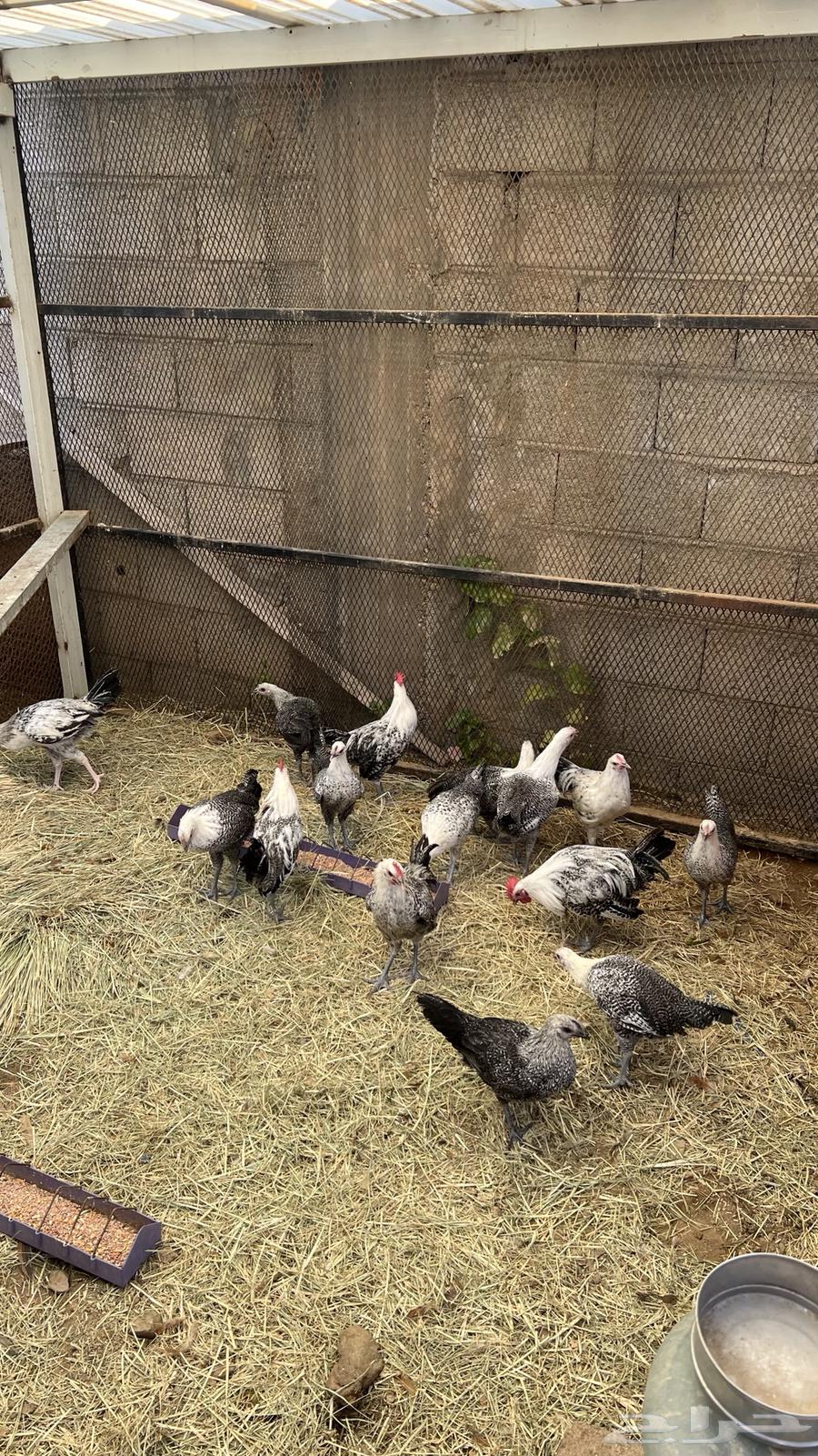 (دجاج فيومي للبيع)64380888441858110