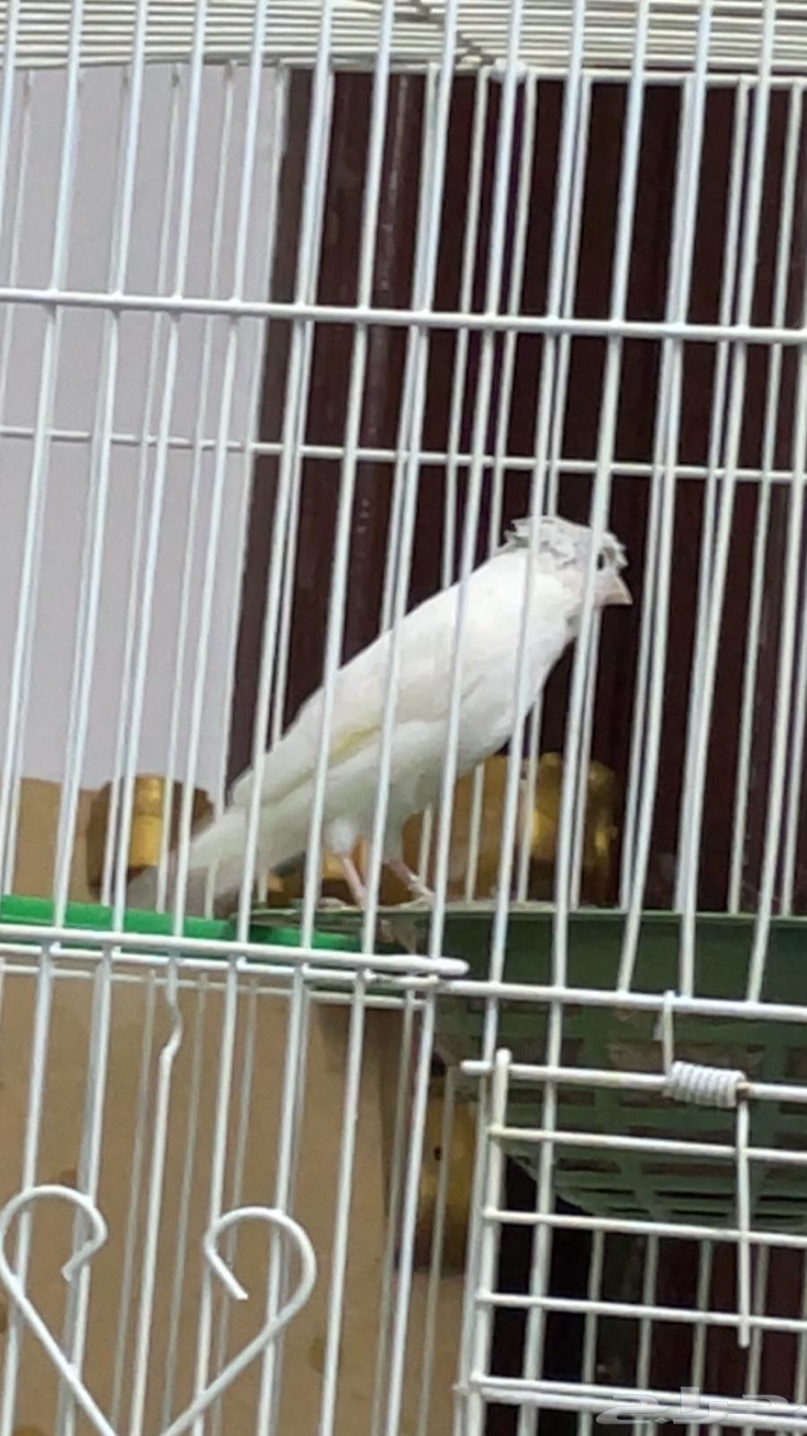 ذكر كريست ابيض كناري تغريد بطل64388564450051110