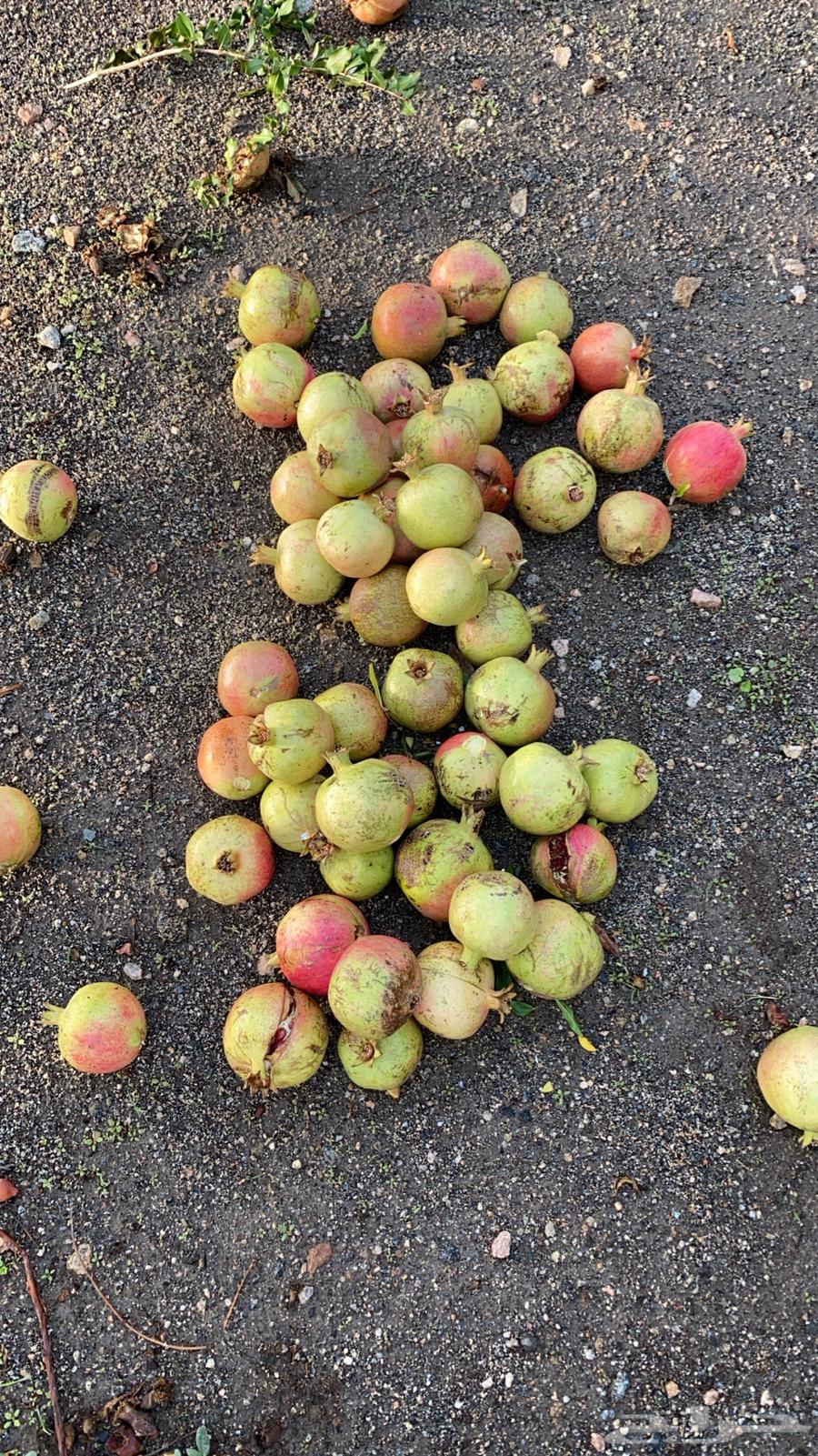 رمان جوف ال معمر64382224471811111