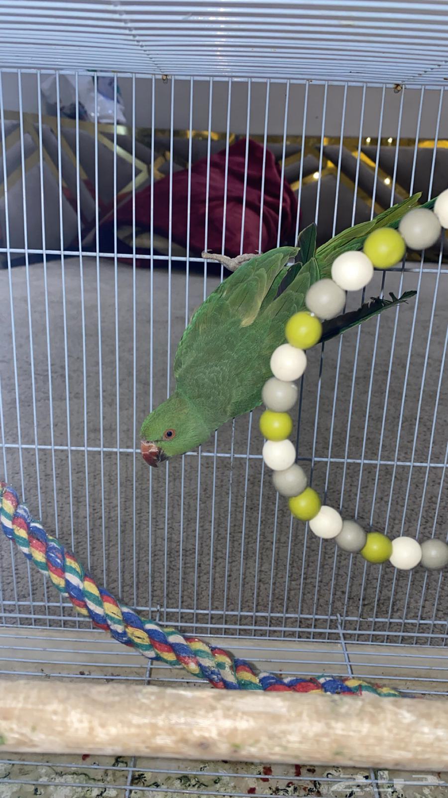 ببغاء دره للبيع متكلم64384980209537112