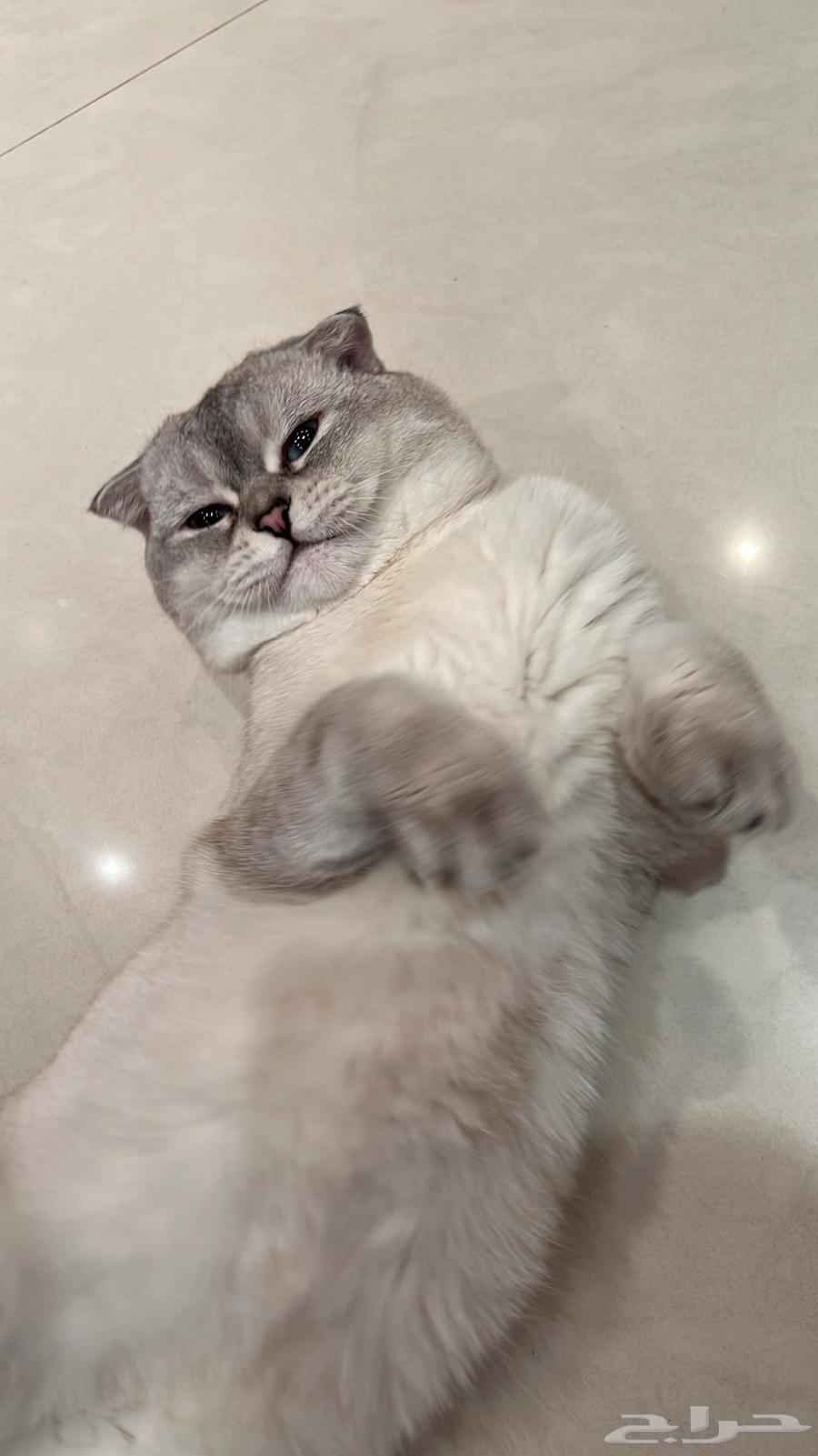 Cats for mating64386487426691112