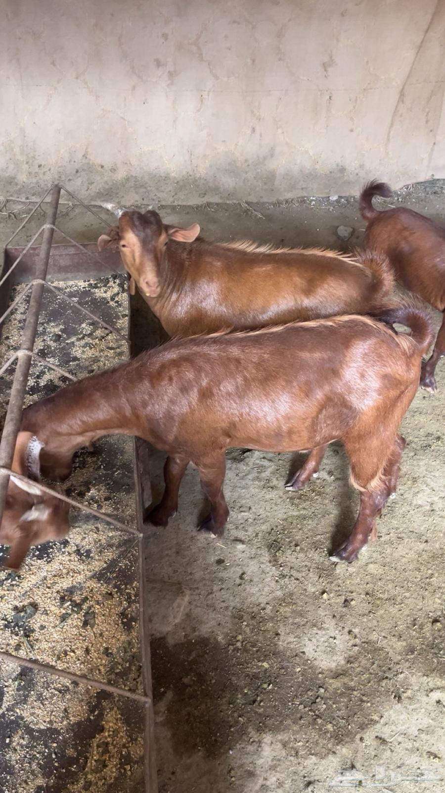 2 تيوس دهم64386249094658114