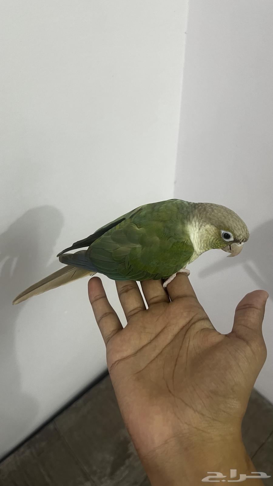 كنيور سينمن64384534974466112