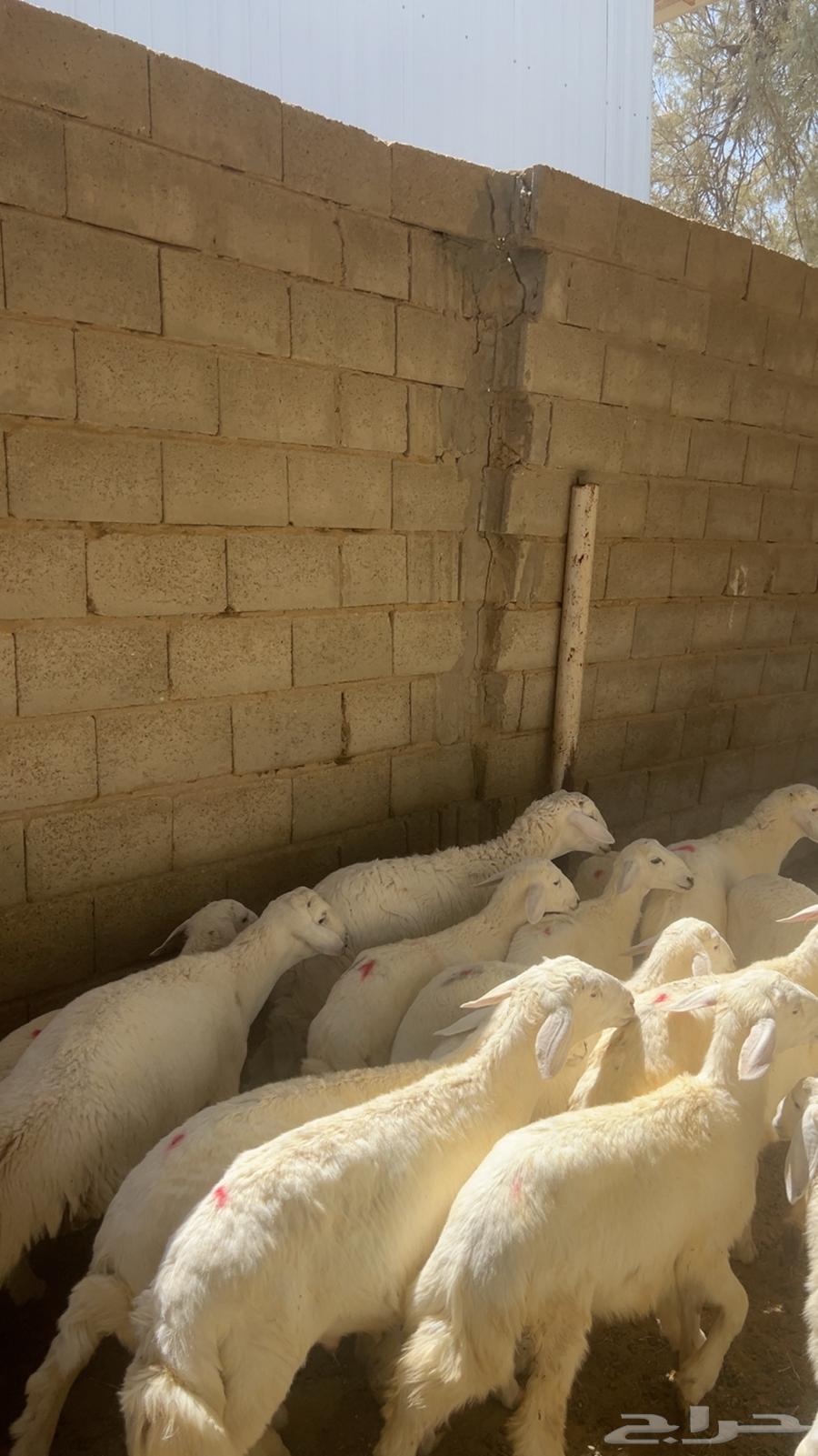 للبيع بهم حري خرفان64381699251841112