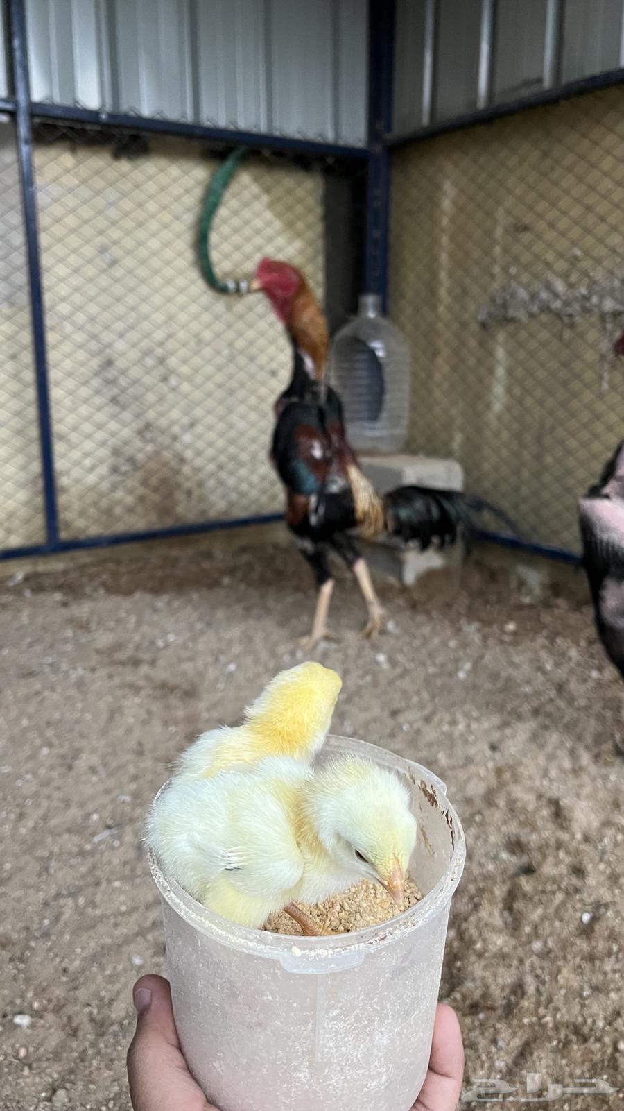 ديك شامو ياباني اوساكا64378774764930114