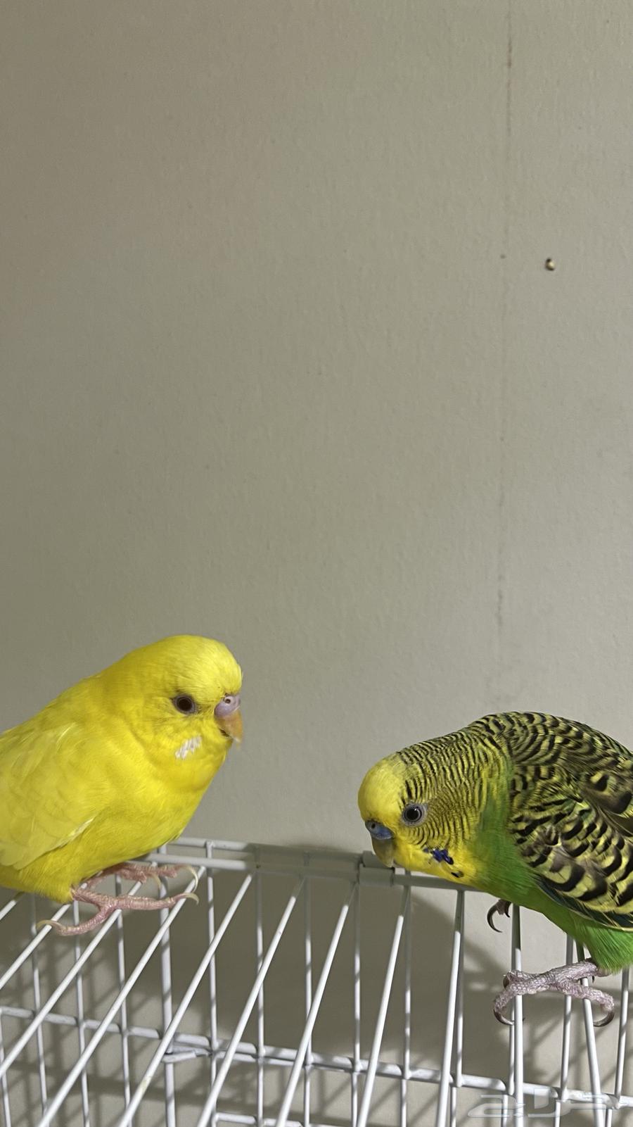 جوز بادجي أليف وجميل شامل كل المستلزمات64380682443650111