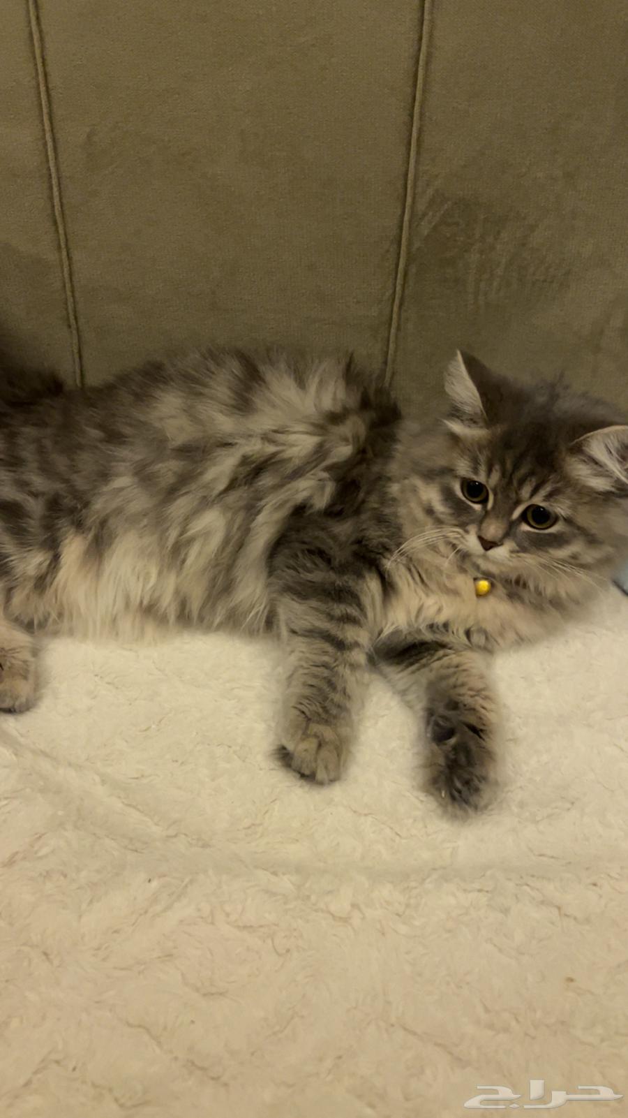 قطه للبيع64380374023553110