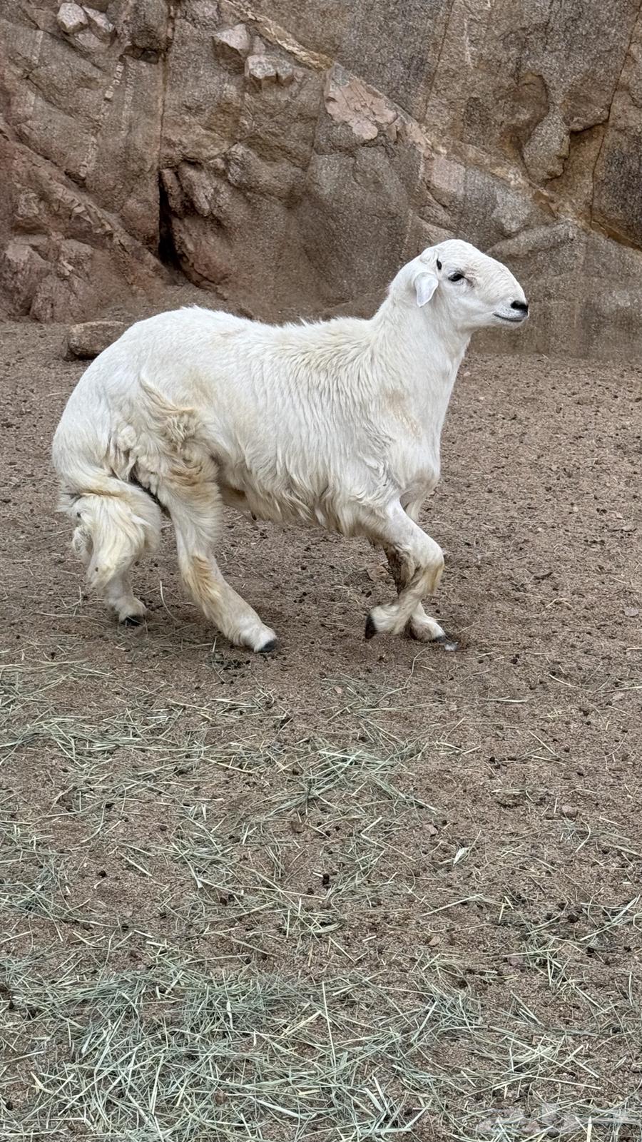 للبيع خرفان بلديات64386766310402111