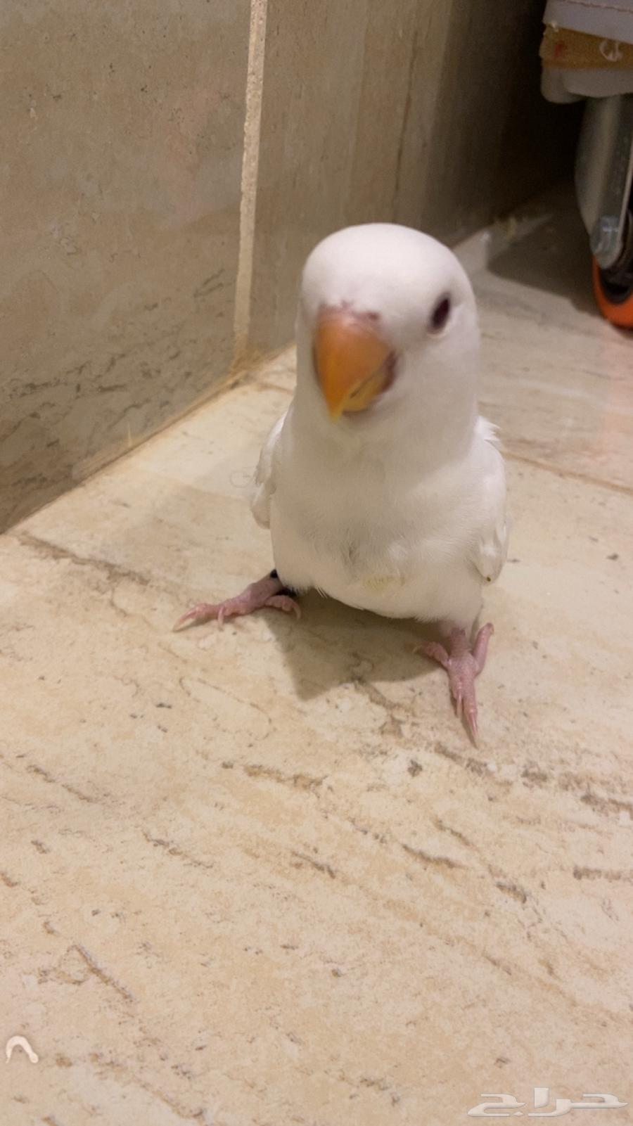 Bird of the day64380492381186111