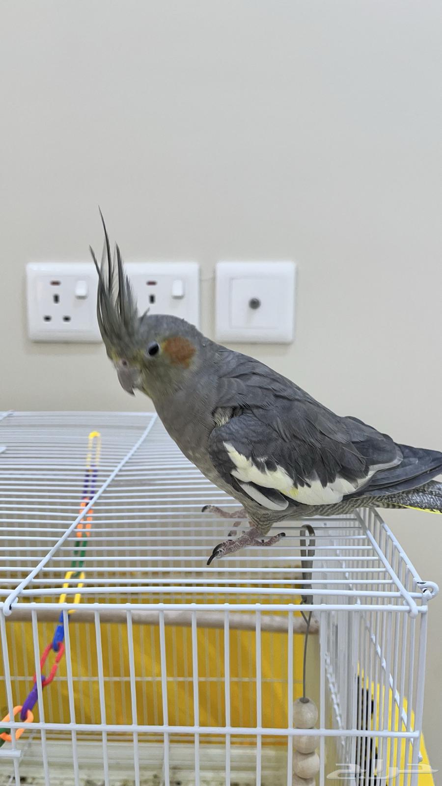 انثى كروان64388190112897111