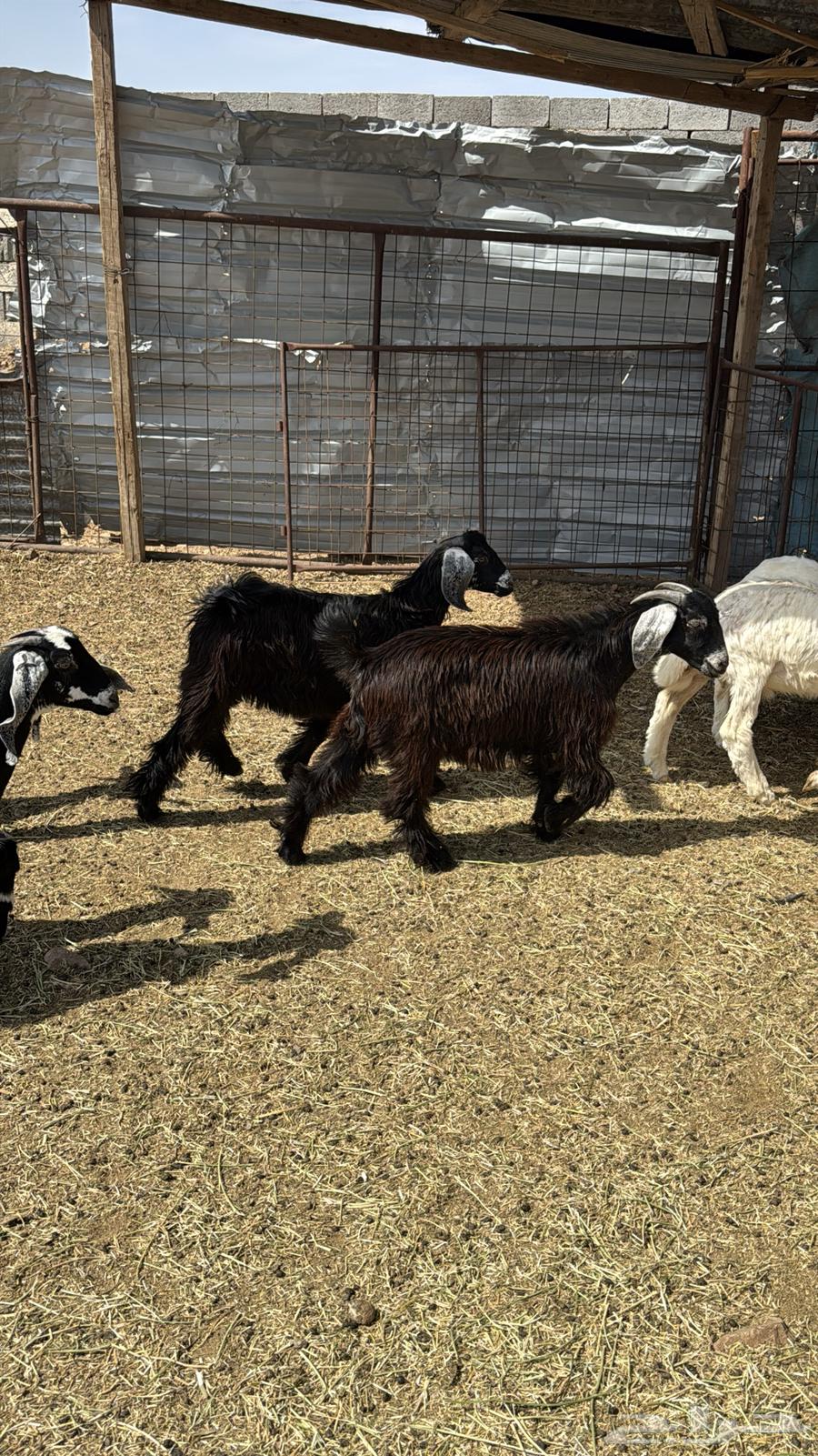 Tious Mkhasi64381521908353110