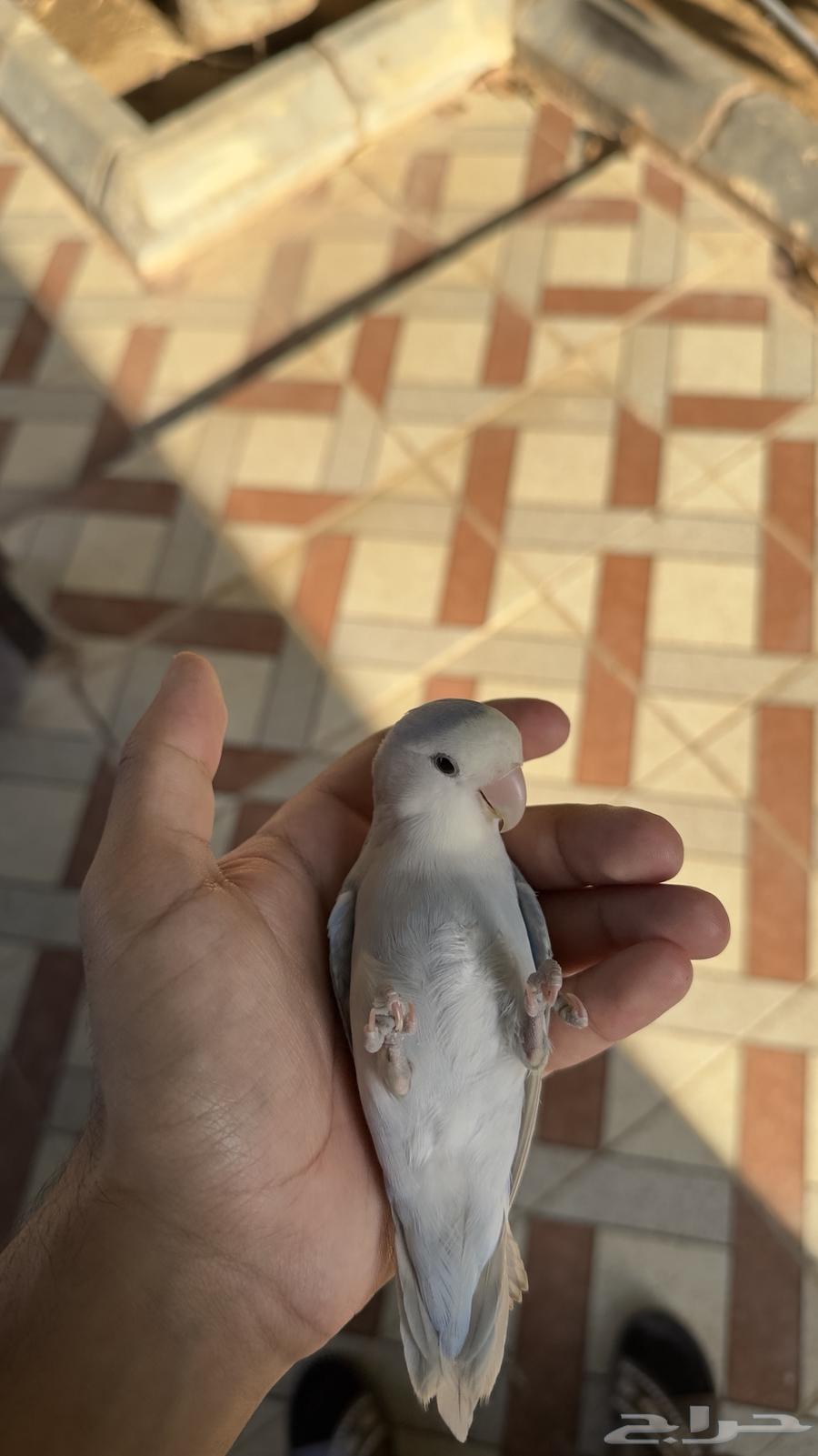 Day Bird64380374016130110