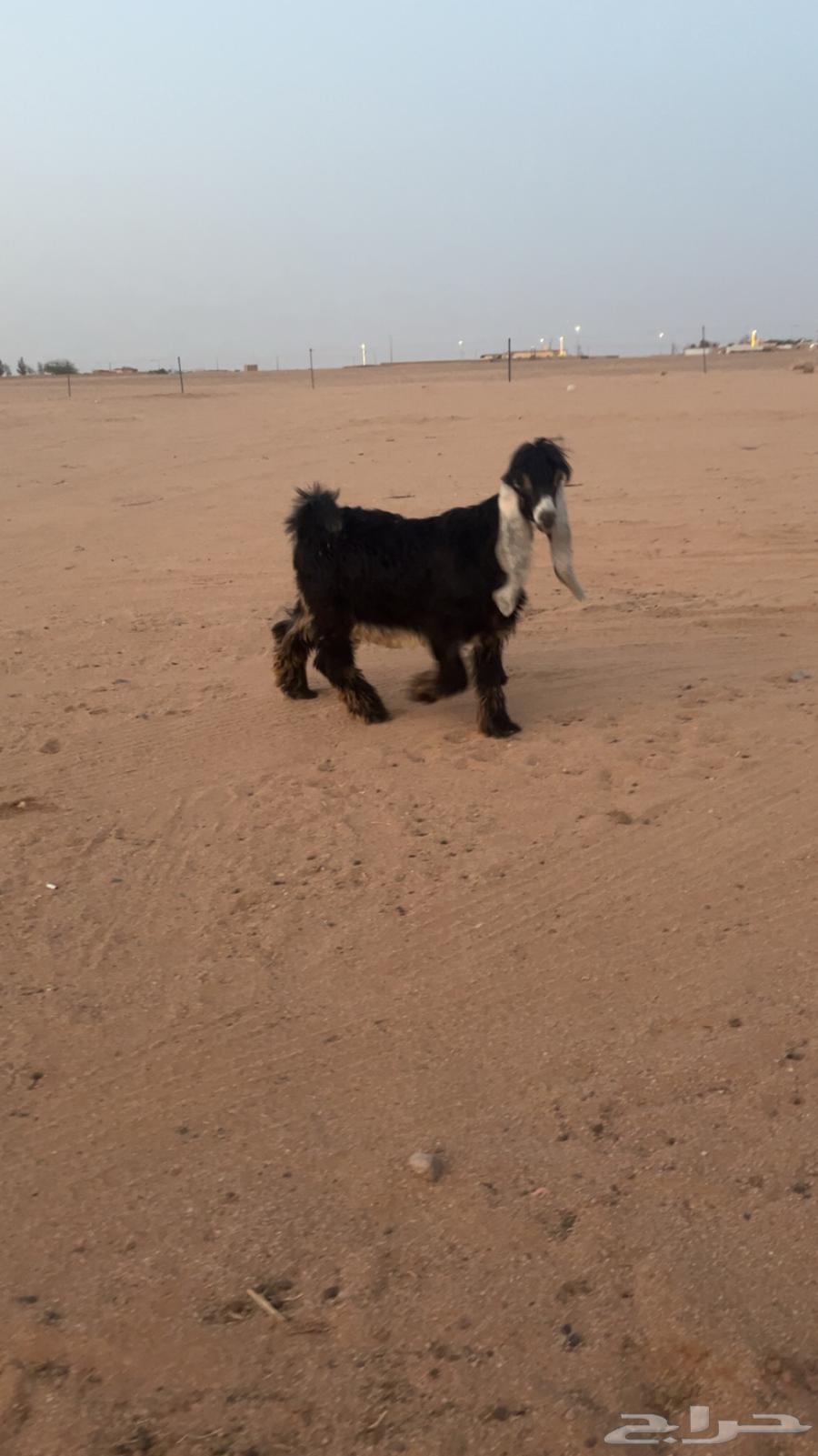 للبيع تيس عارضي صنف64380710341378110