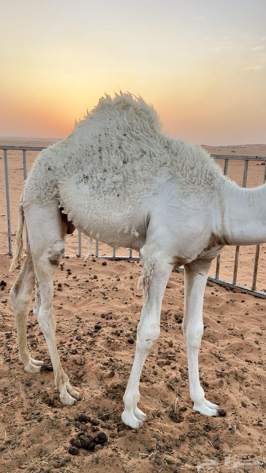 للبيع قعود قصب64388468408193111