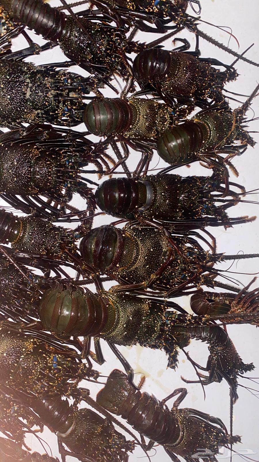 استكوزا لوبستر بلدي64390912024066110