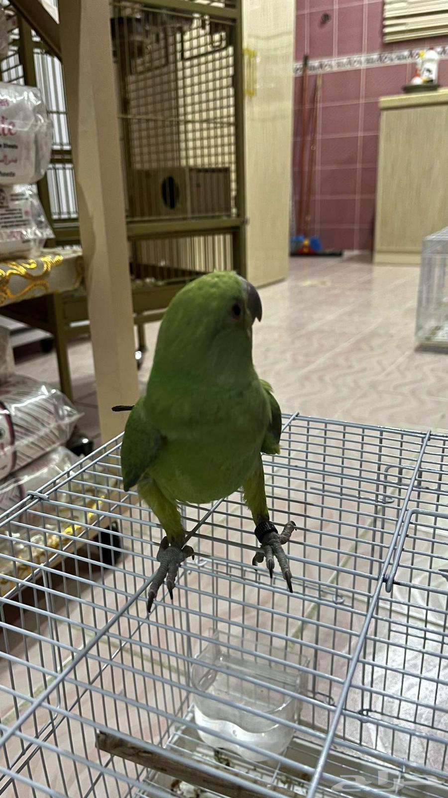 دره هندي اليف64385202342145111