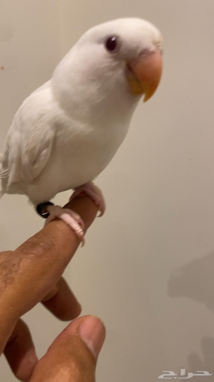 Bird of the day64380492381186110