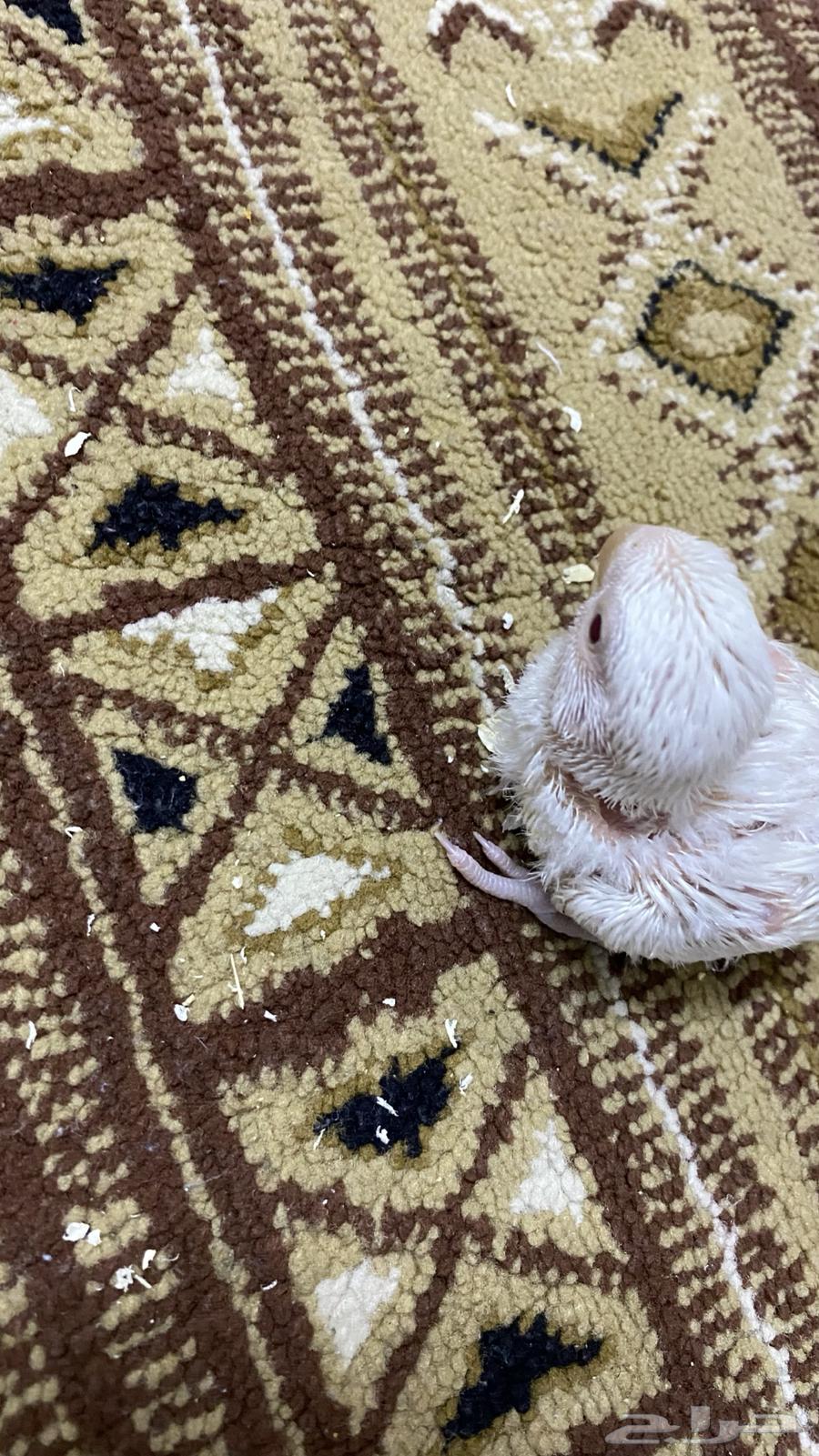 اثنين فروخ روز غر اللبيون64389265982849114