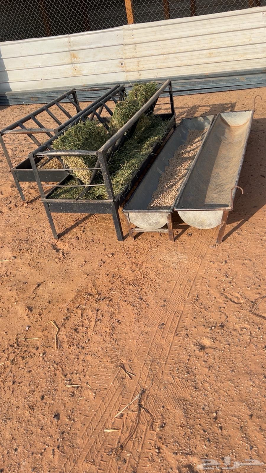 معالف 4 خوات الجديد64380390290818111