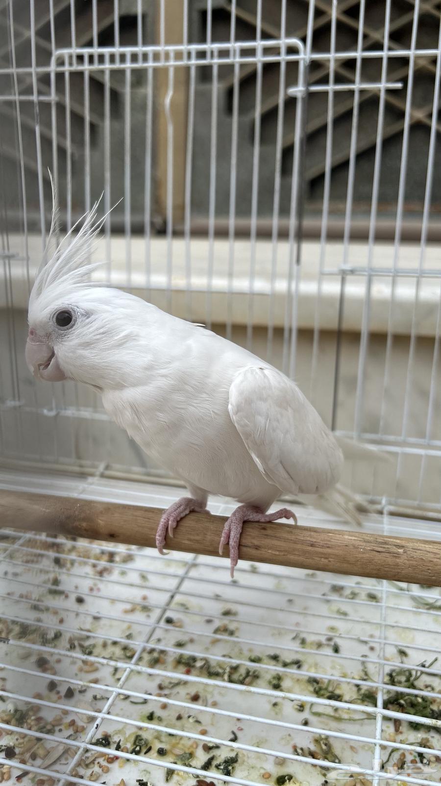 ذكر كروان البينو64387103840385112