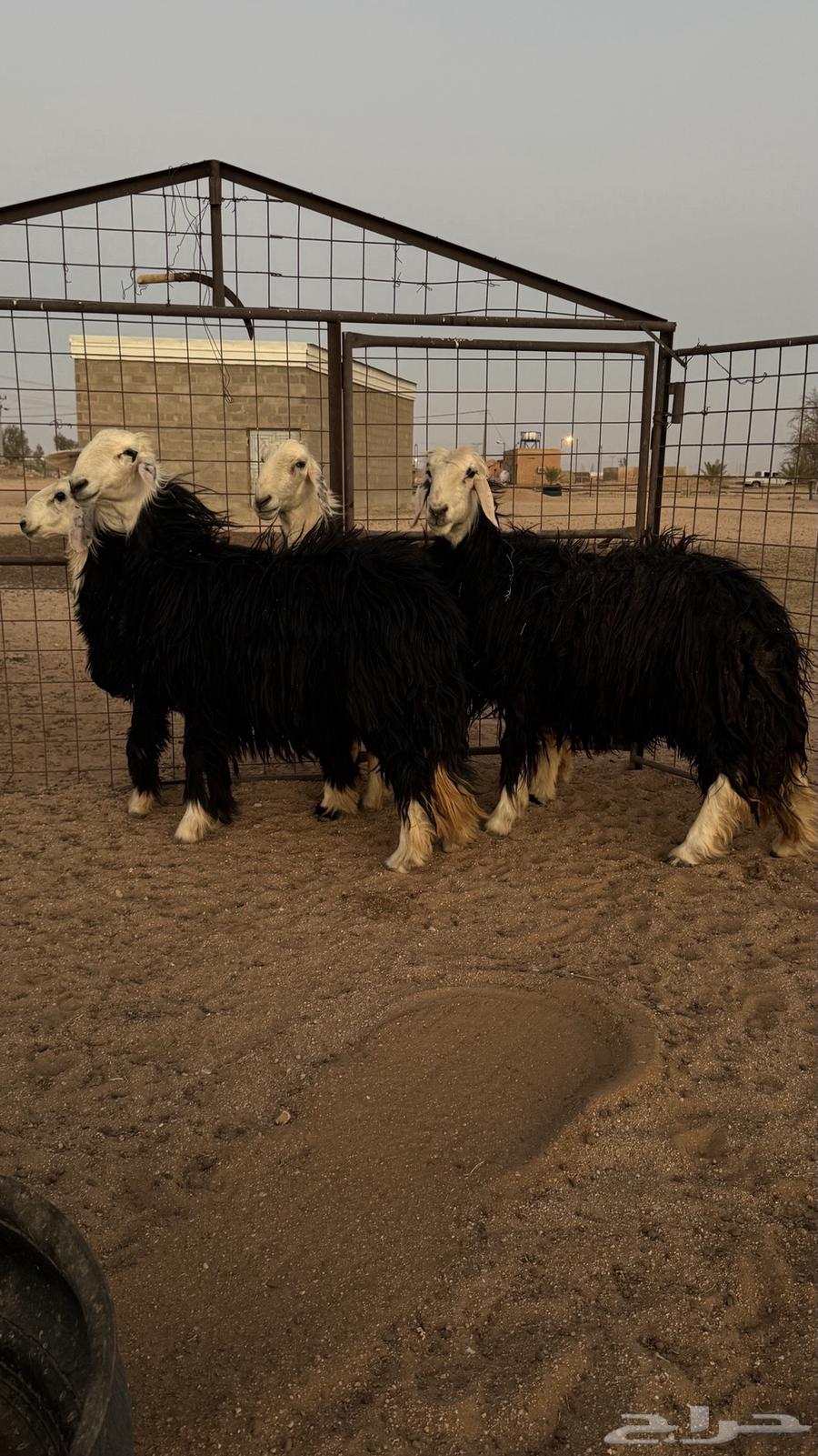 نجد للبيع64382003729539110