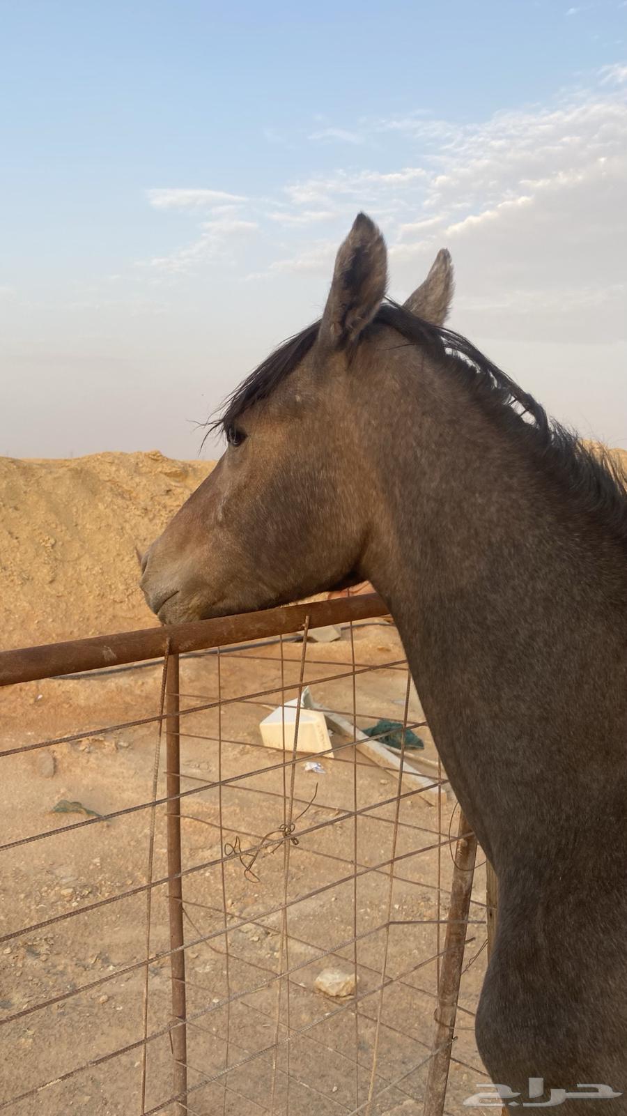 مهر شعبي للبيع64387369265410110