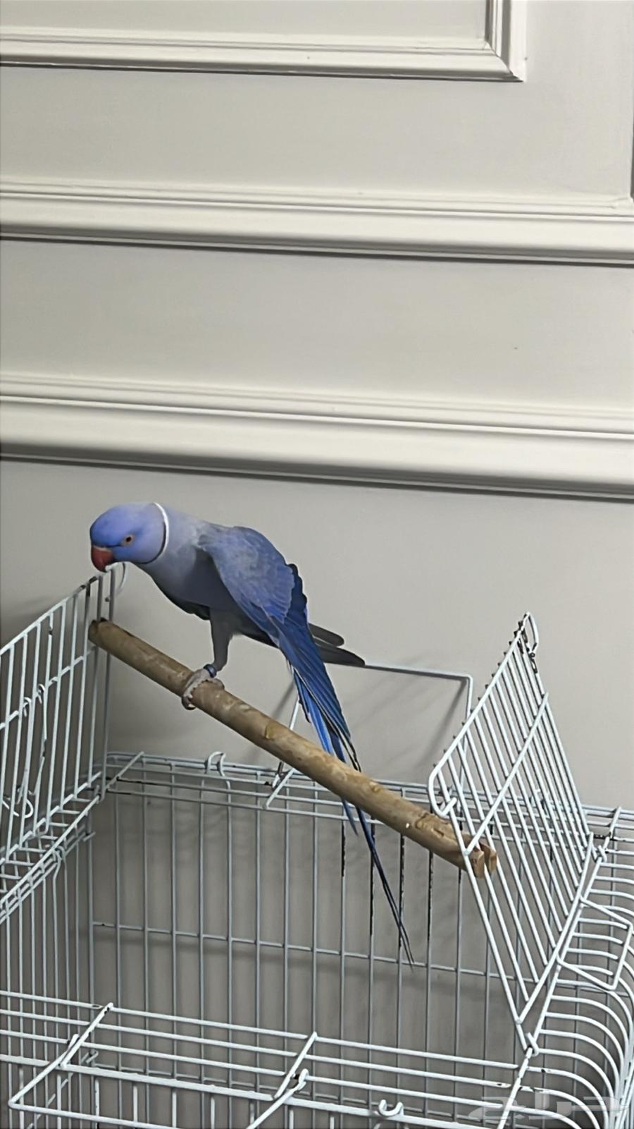 دره للبيع64379602439554111