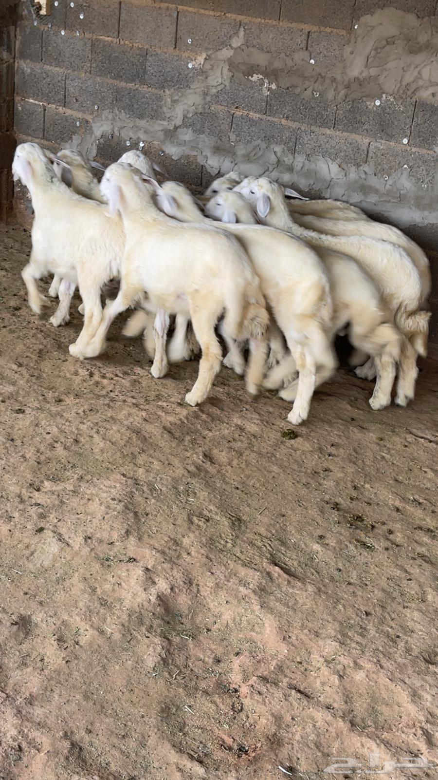 طليان حري64392086828674111