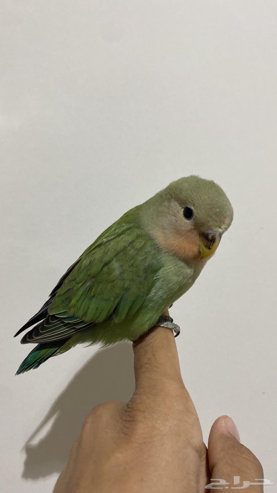 روز رد فيس اليف (تم البيع)64383261025409113