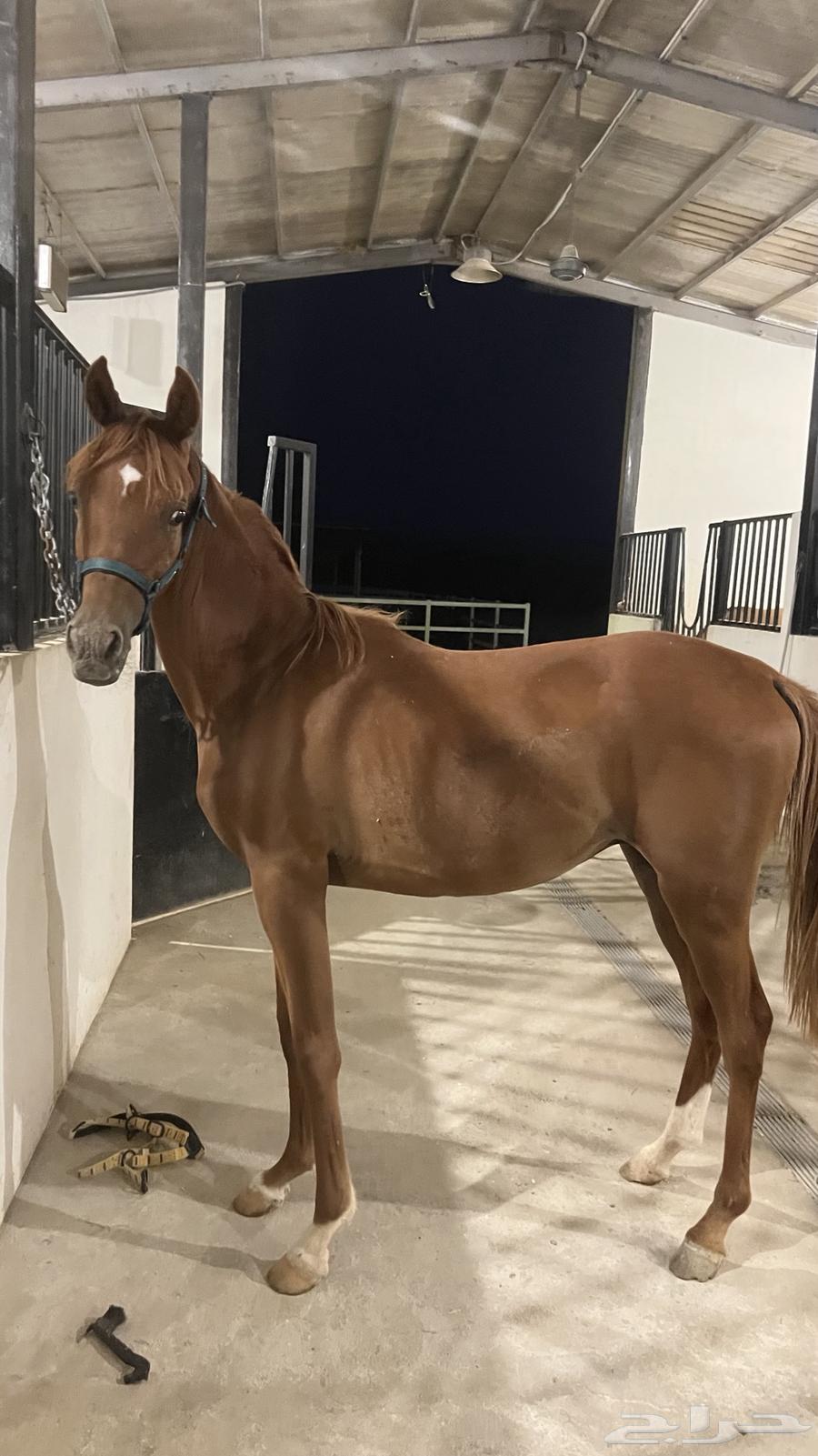 مهر للبيع64383898800897111