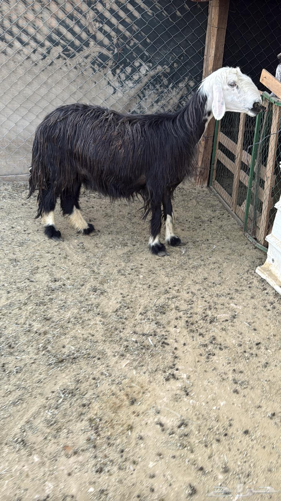 البيع عنز ونجديه دفيع64388661025666114