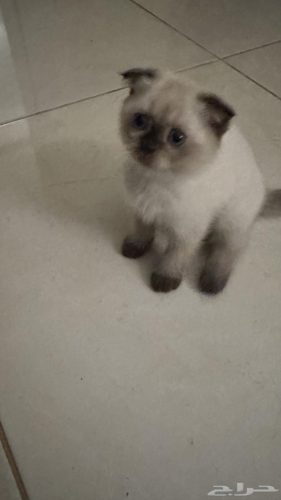 Scottish Fold kitten, father Scottish, mother British64378890973571111